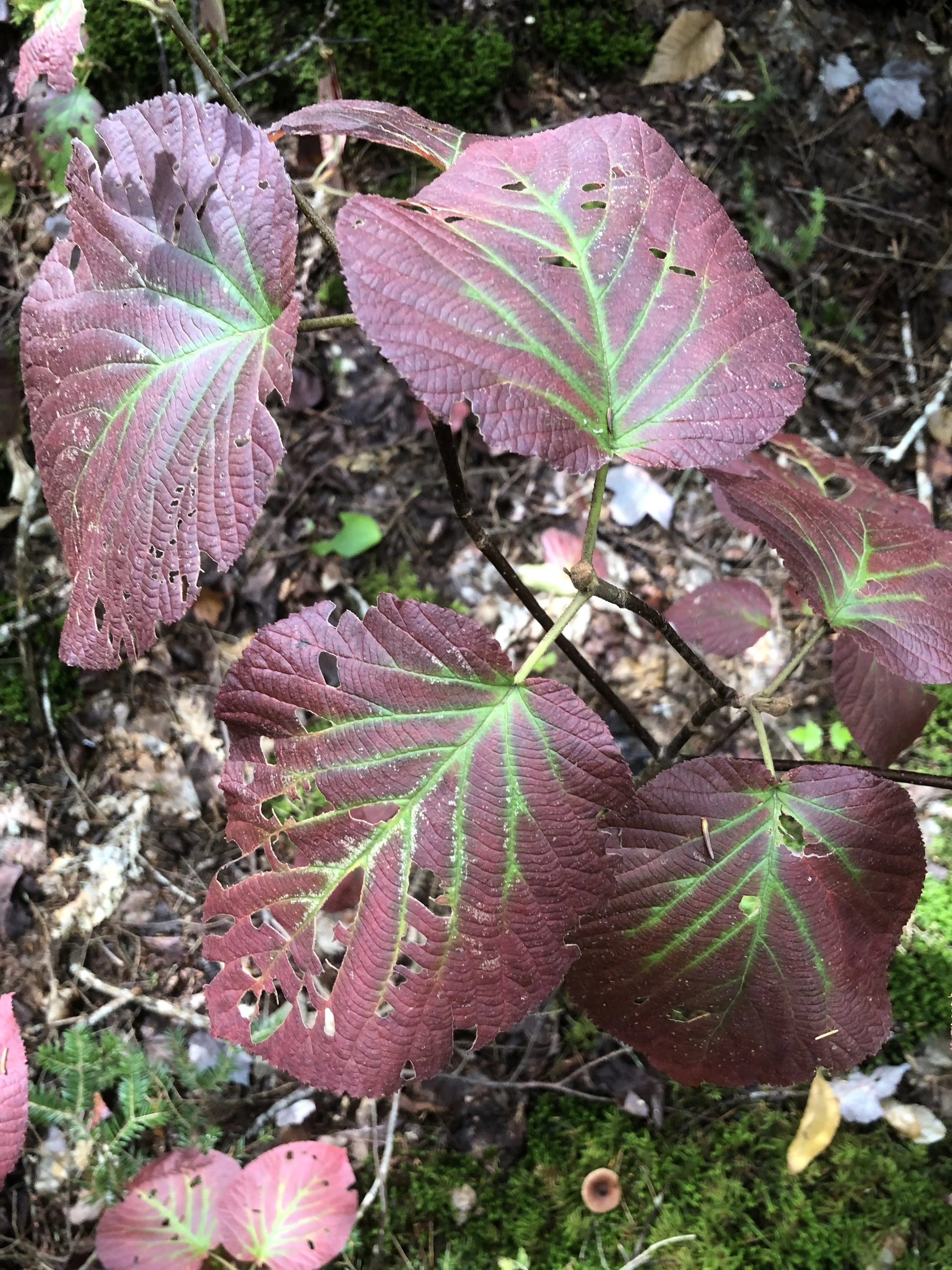 Inverse of the red maple