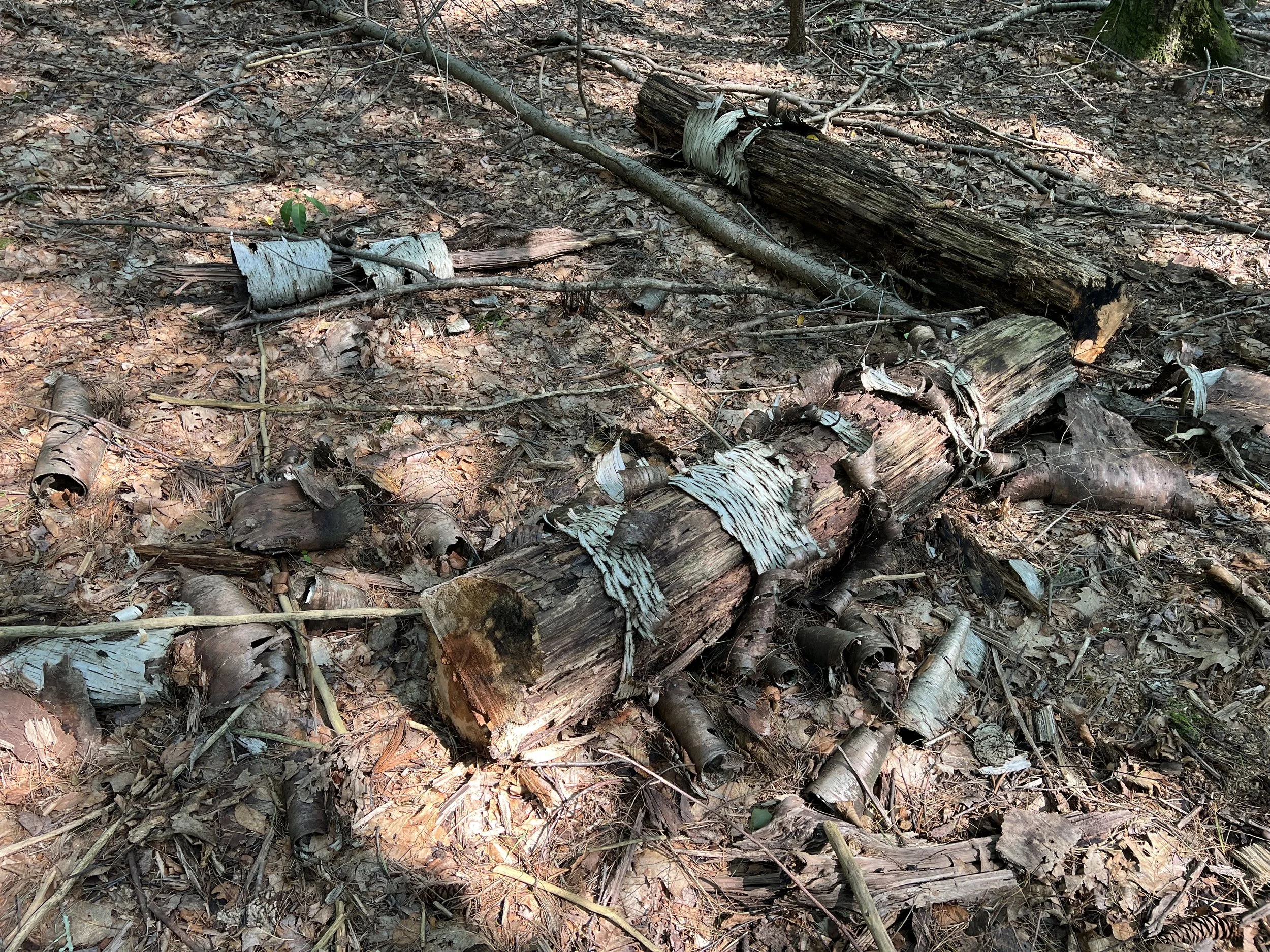  Rhyming Zebra Tree, MacLeish Field Station, second visit, 2025 (it fell!) 