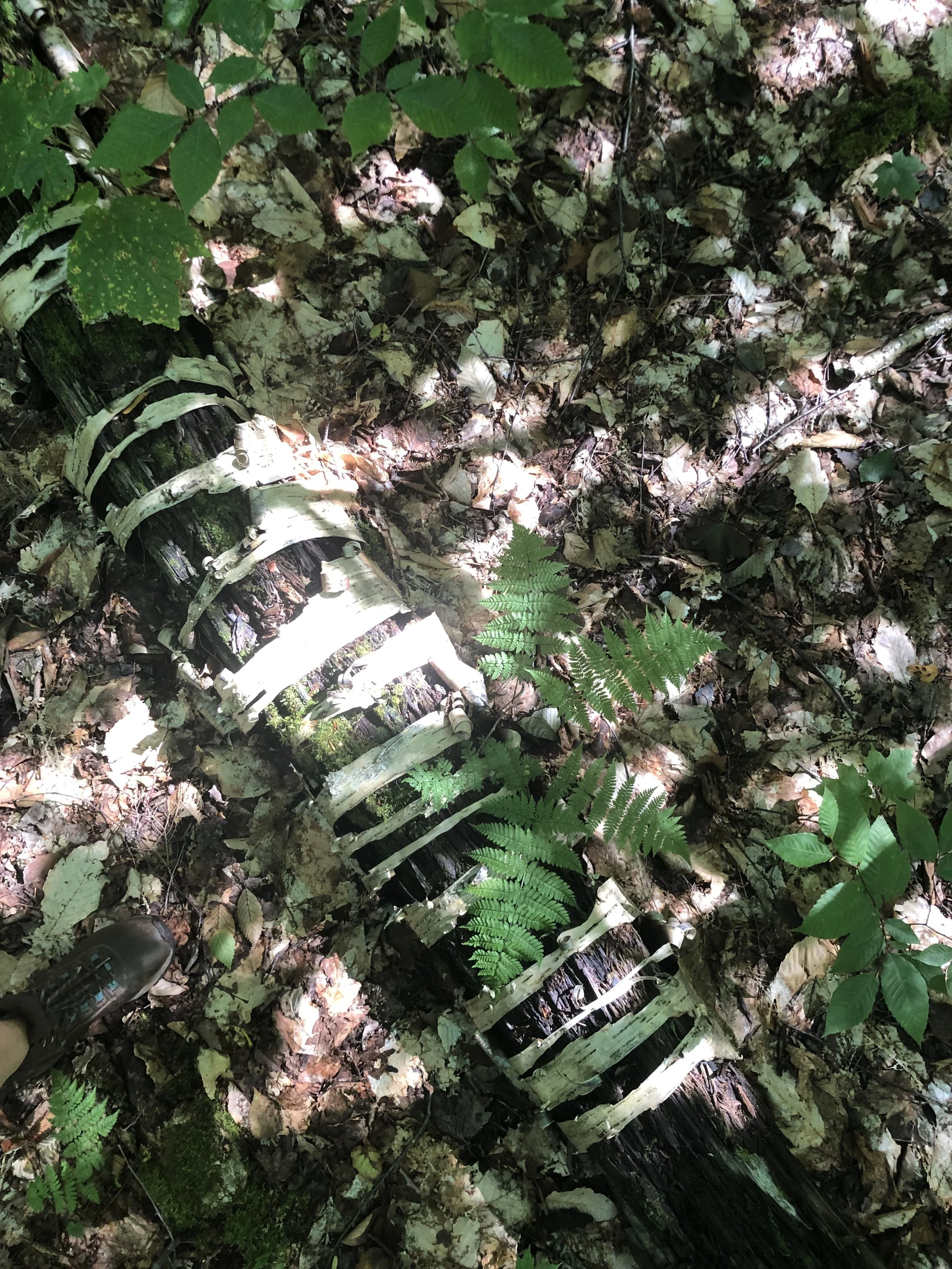  OG Zebra Tree, HBEF 