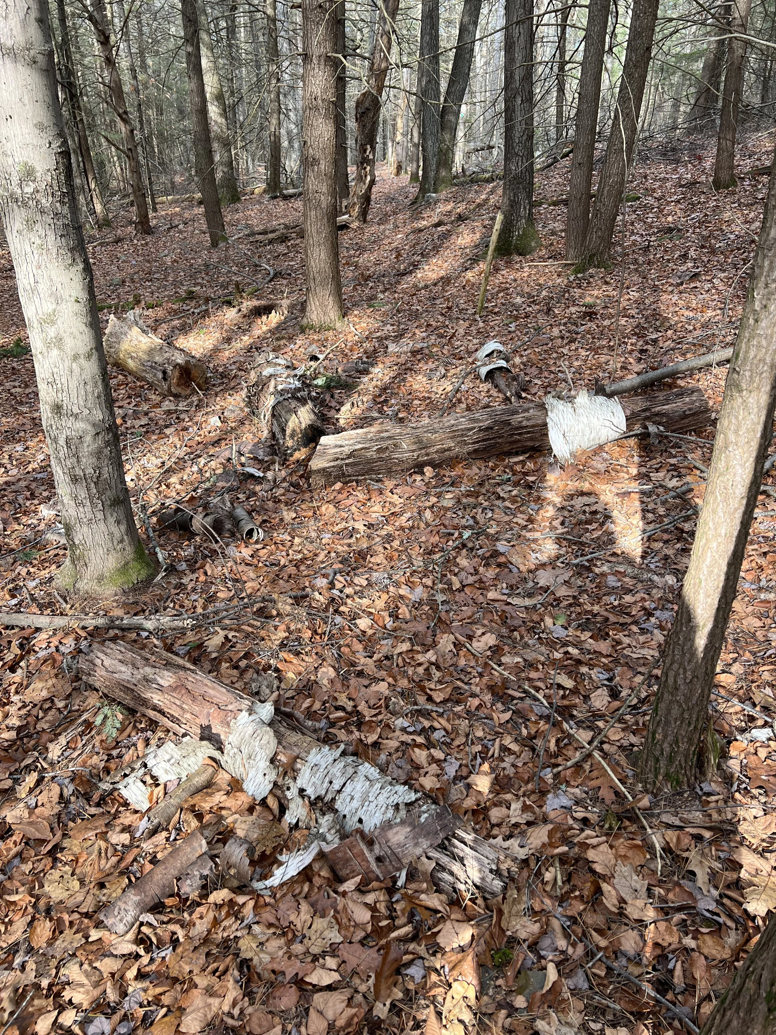  Rhyming Zebra Tree, MacLeish Field Station 