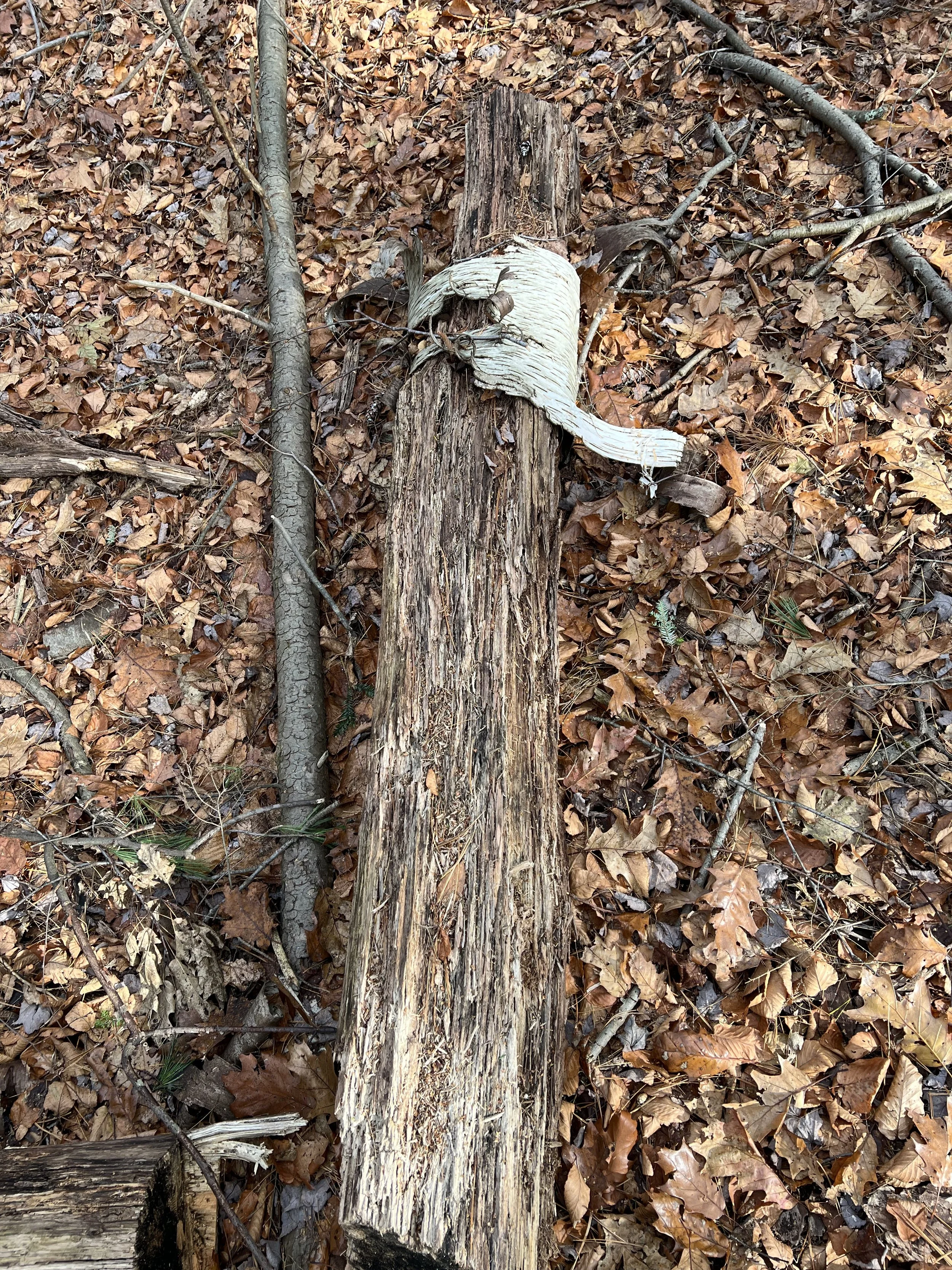  Rhyming Zebra Tree at MacLeish Field Station, losing its stripes 