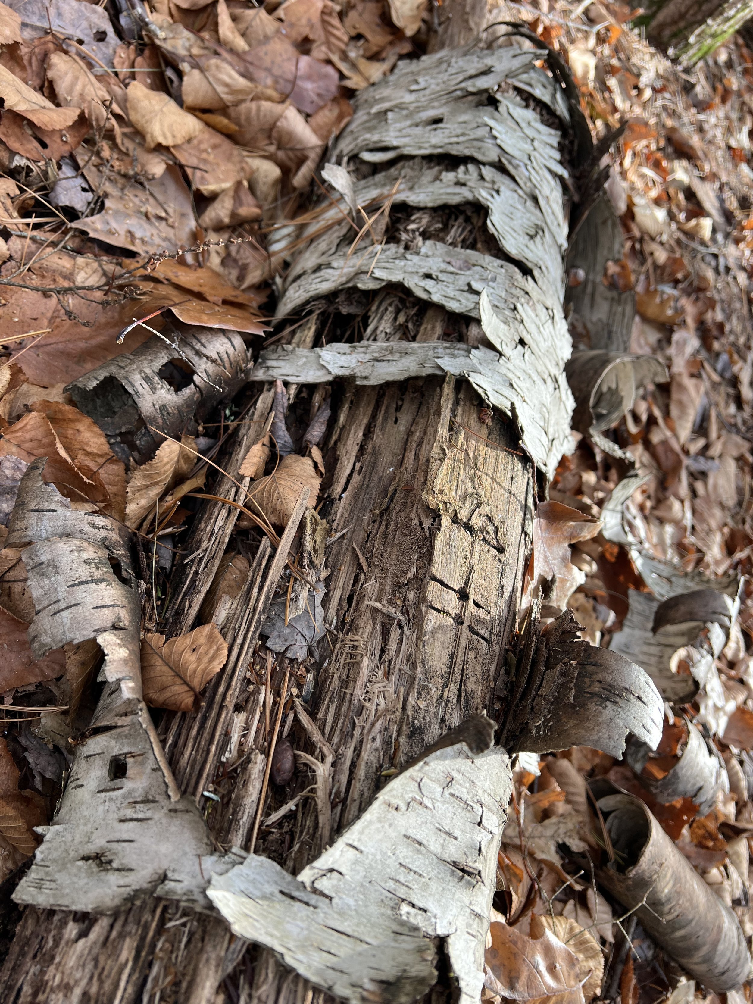  Rhyming Zebra Tree, MacLeish Field Station 