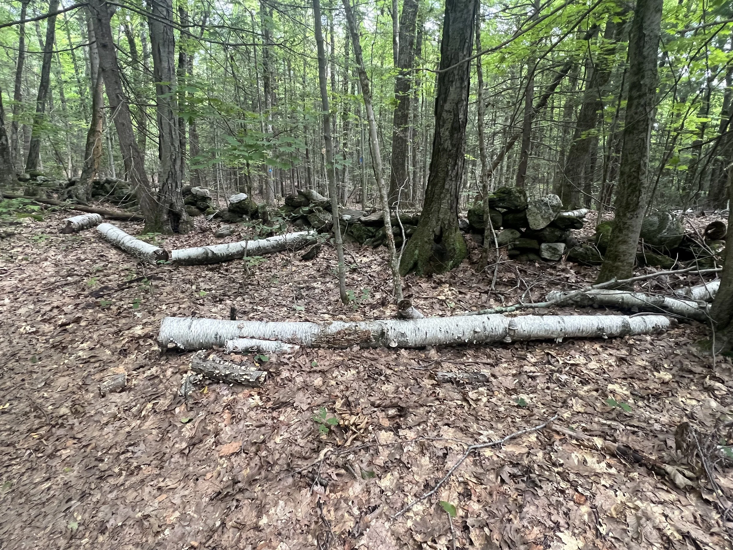  Brand new Zebra Tree in process (this one is en route to “Zebra Trees and Boundary Lines” along MacLeish’s Poplar Trail!) 