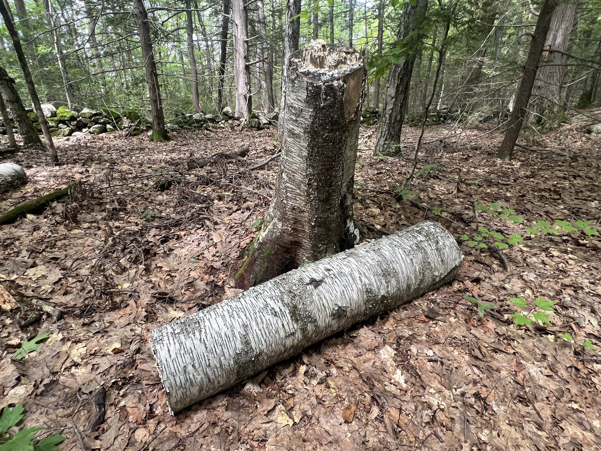  Brand new Zebra Tree in process (this one is en route to “Zebra Trees and Boundary Lines” along MacLeish’s Poplar Trail!) 
