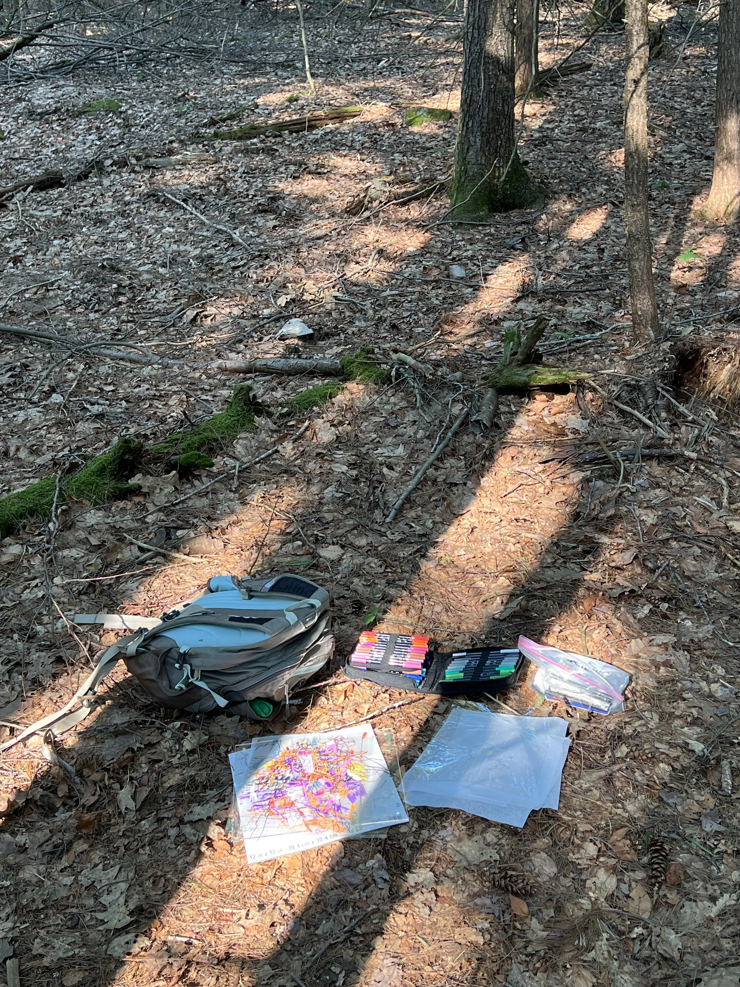  Rhyming Zebra Tree, MacLeish Field Station 
