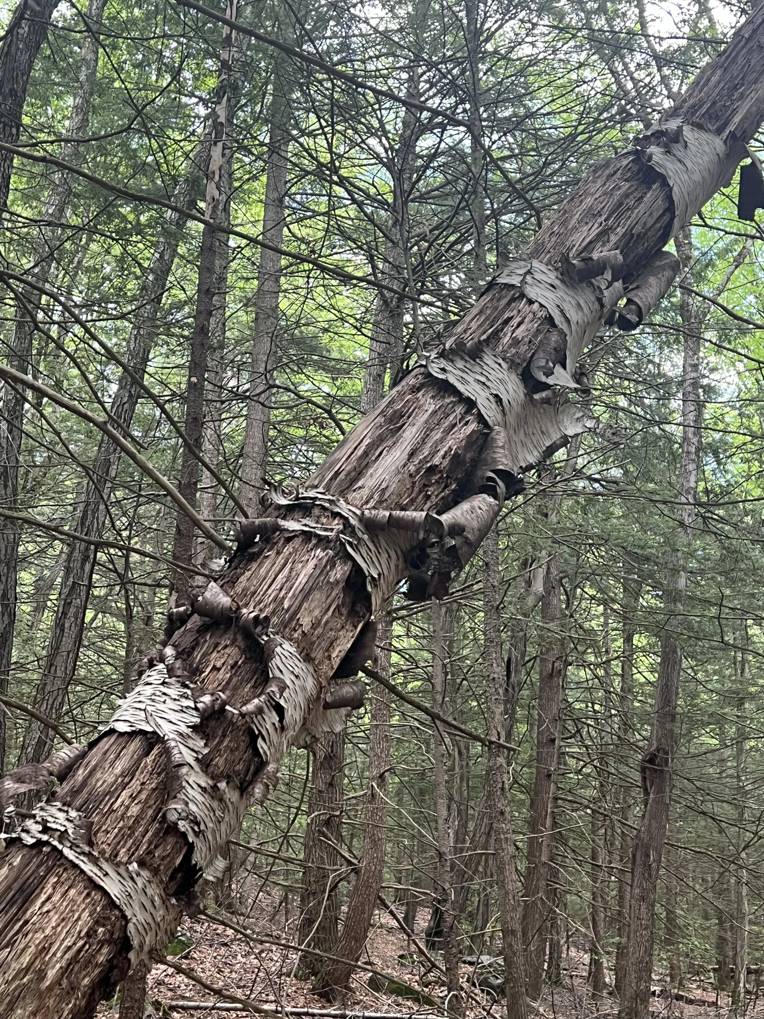  Rhyming Zebra Tree, MacLeish Field Station, 2024 