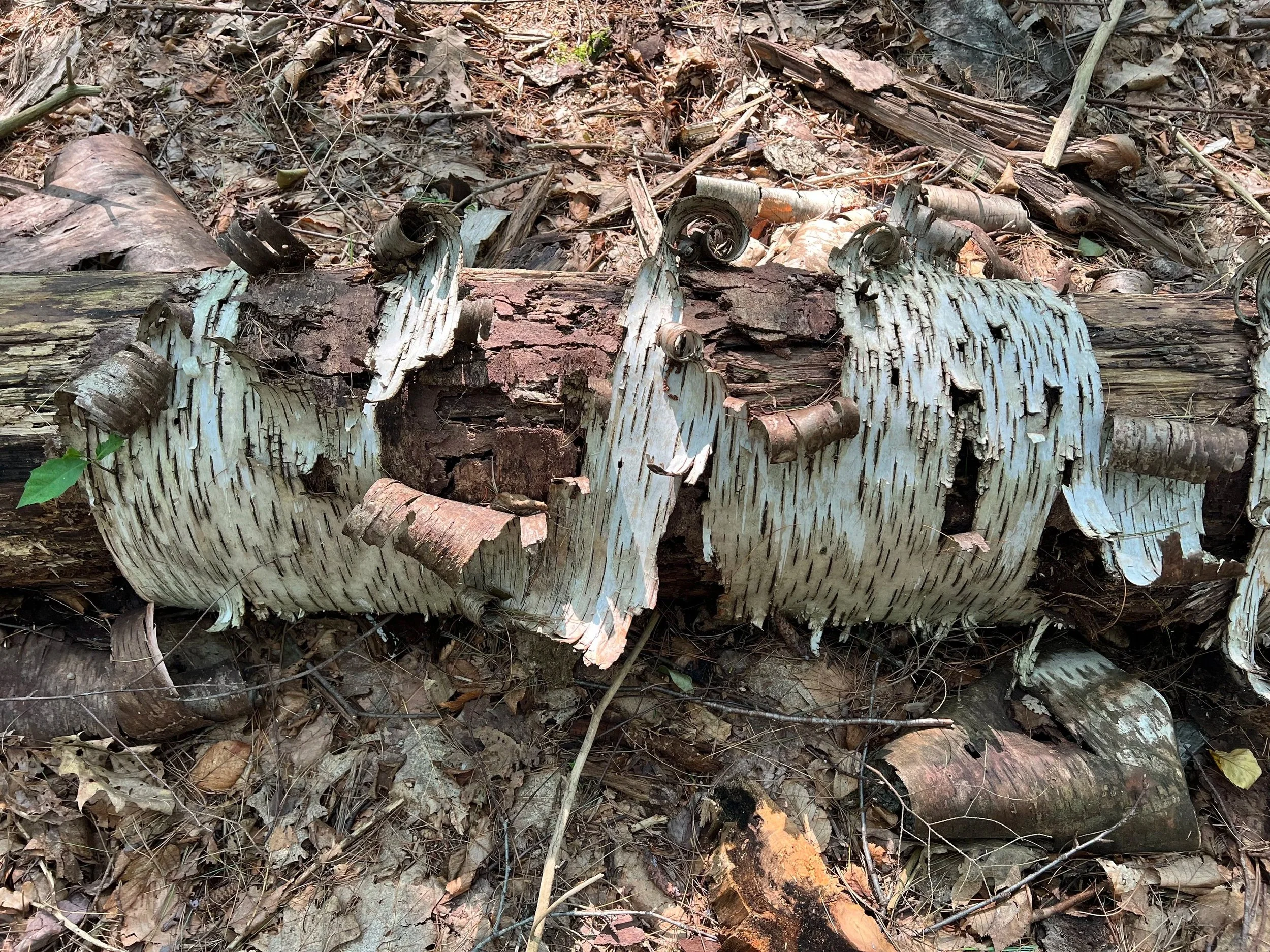  Rhyming Zebra Tree, MacLeish Field Station 