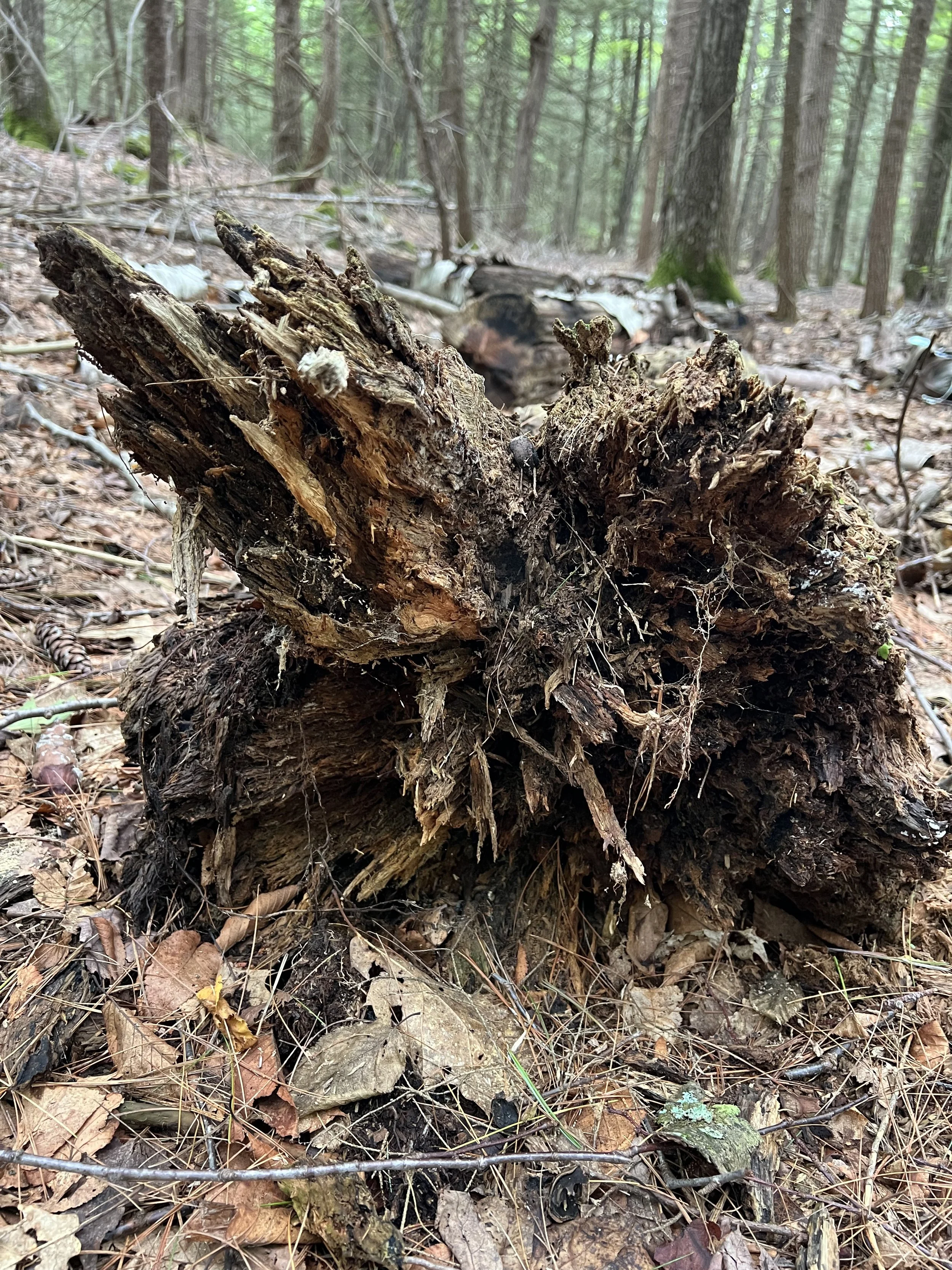  Rhyming Zebra Tree at MacLeish Field Station 