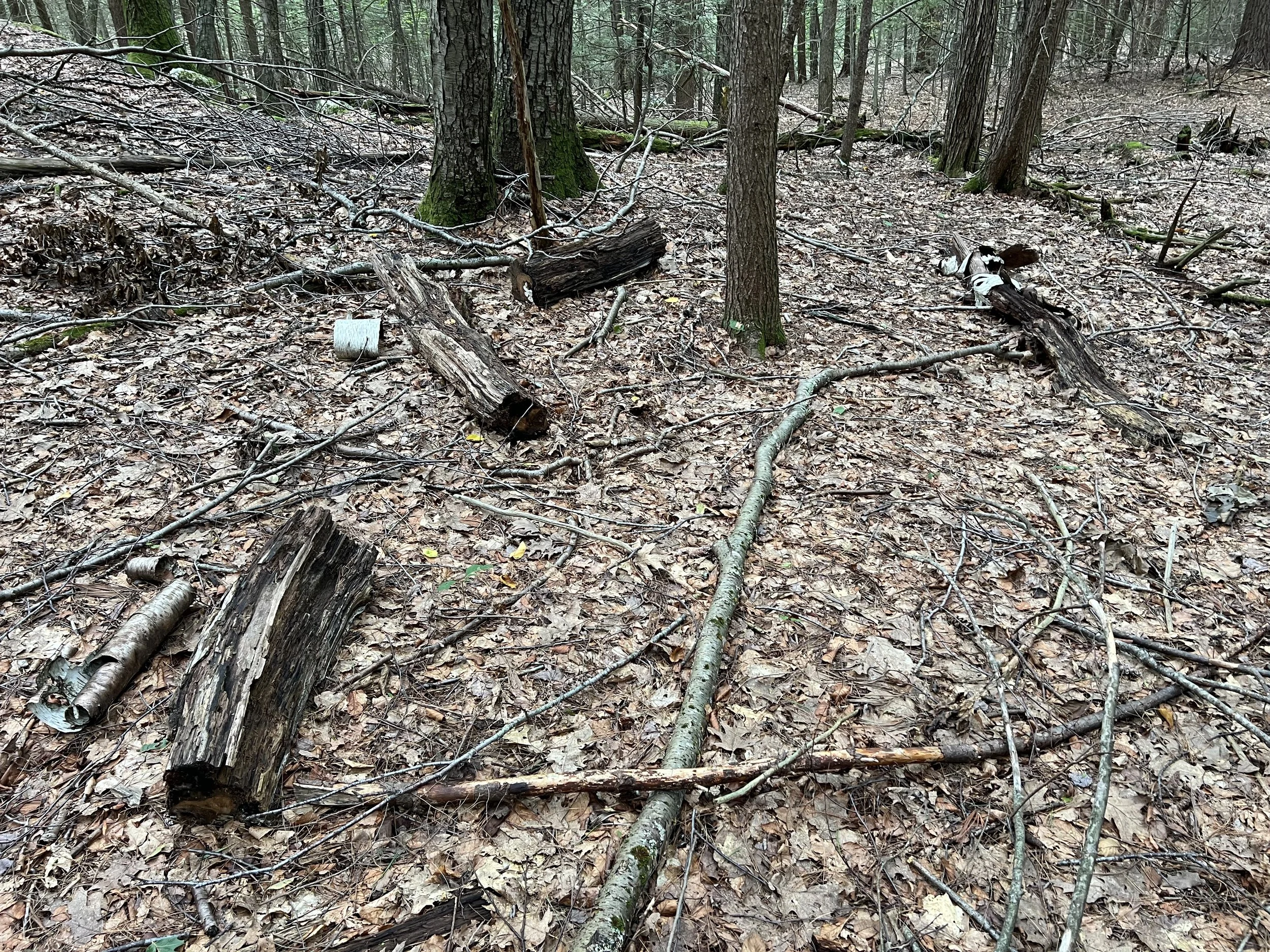  Rhyming Zebra Tree at MacLeish Field Station, zebra no more 