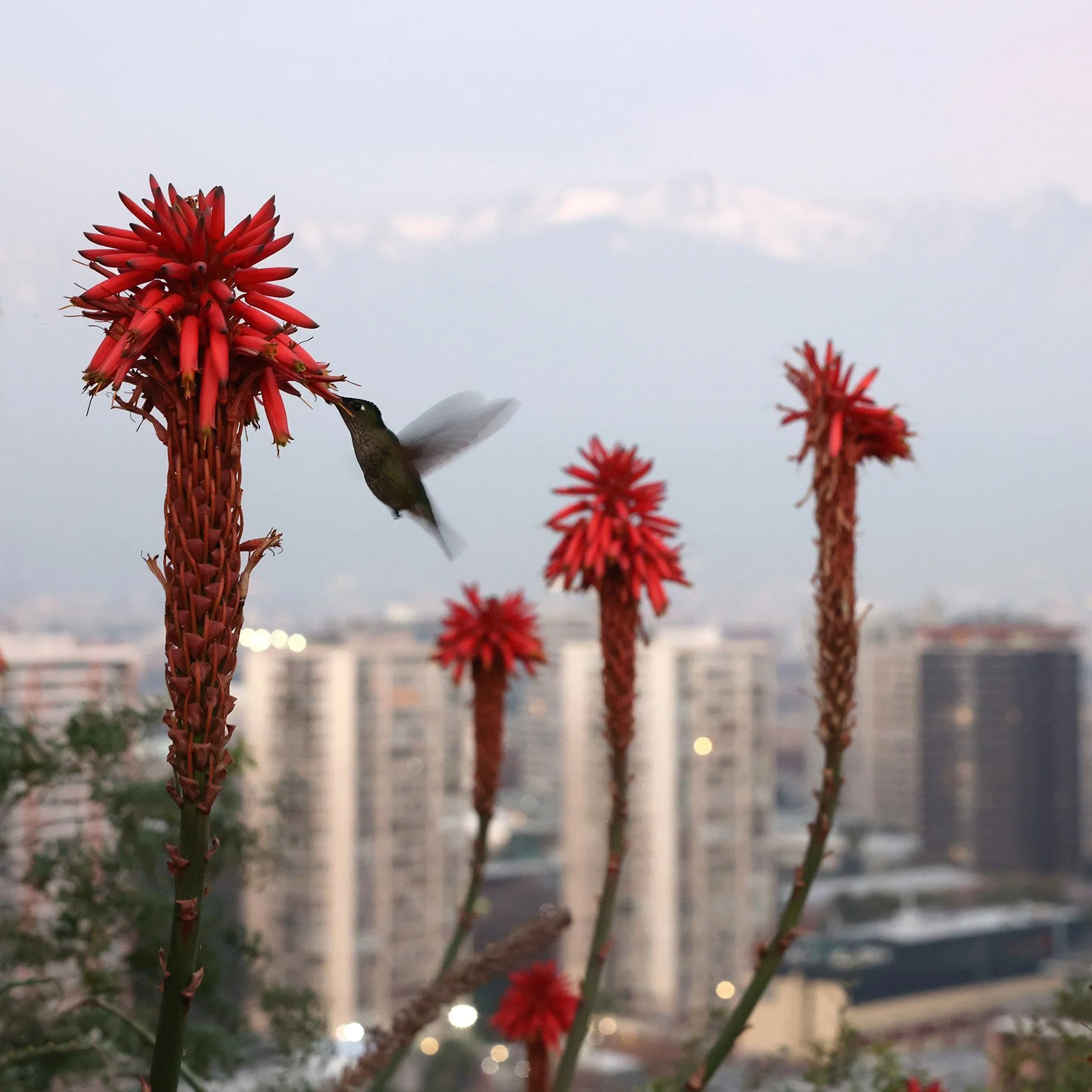 Aloe och kolibri på Santa Lucia Hill, Santiago de Chile