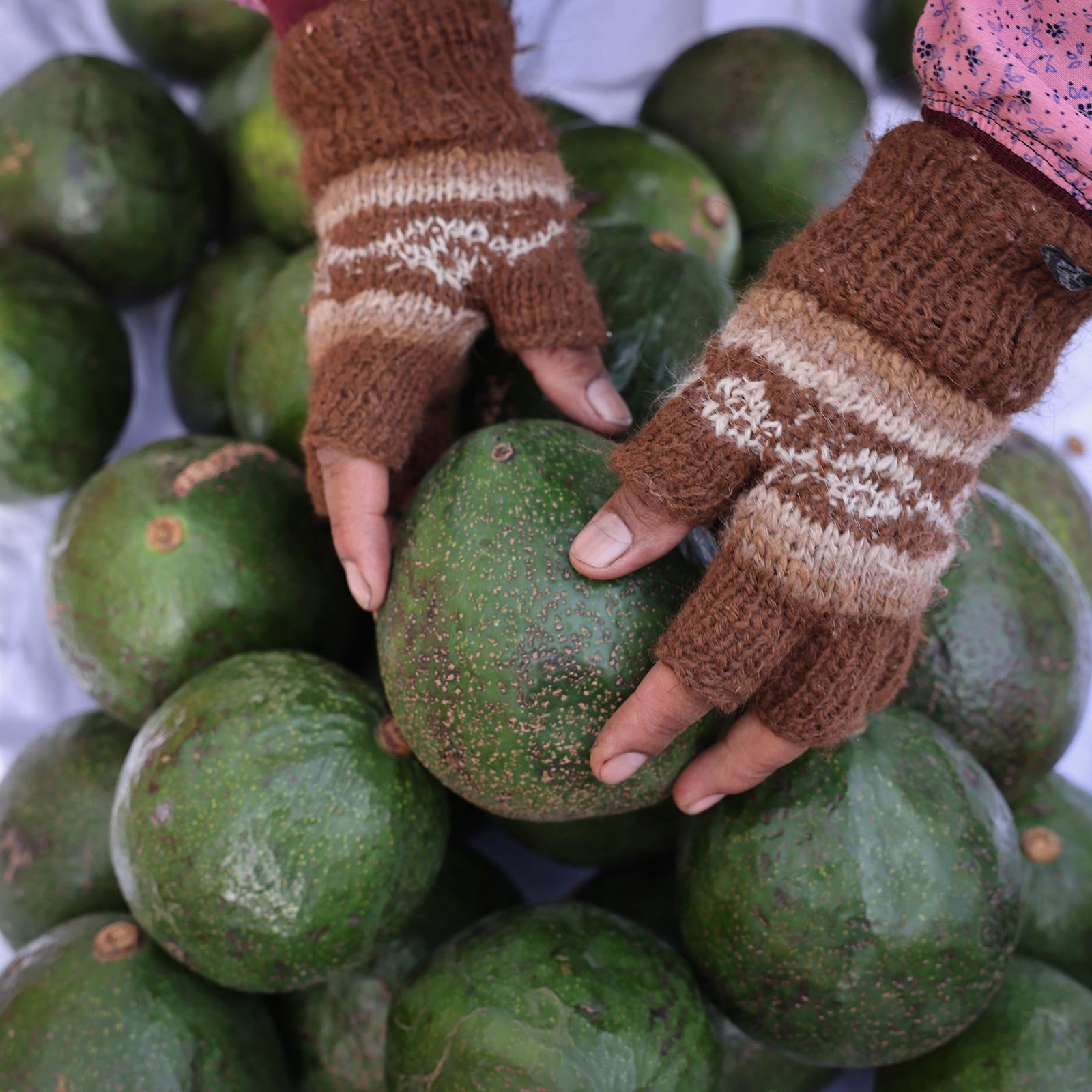Händer med bruna, stickade vantar som tar en stor avokado på en marknad i La Paz, Bolivia