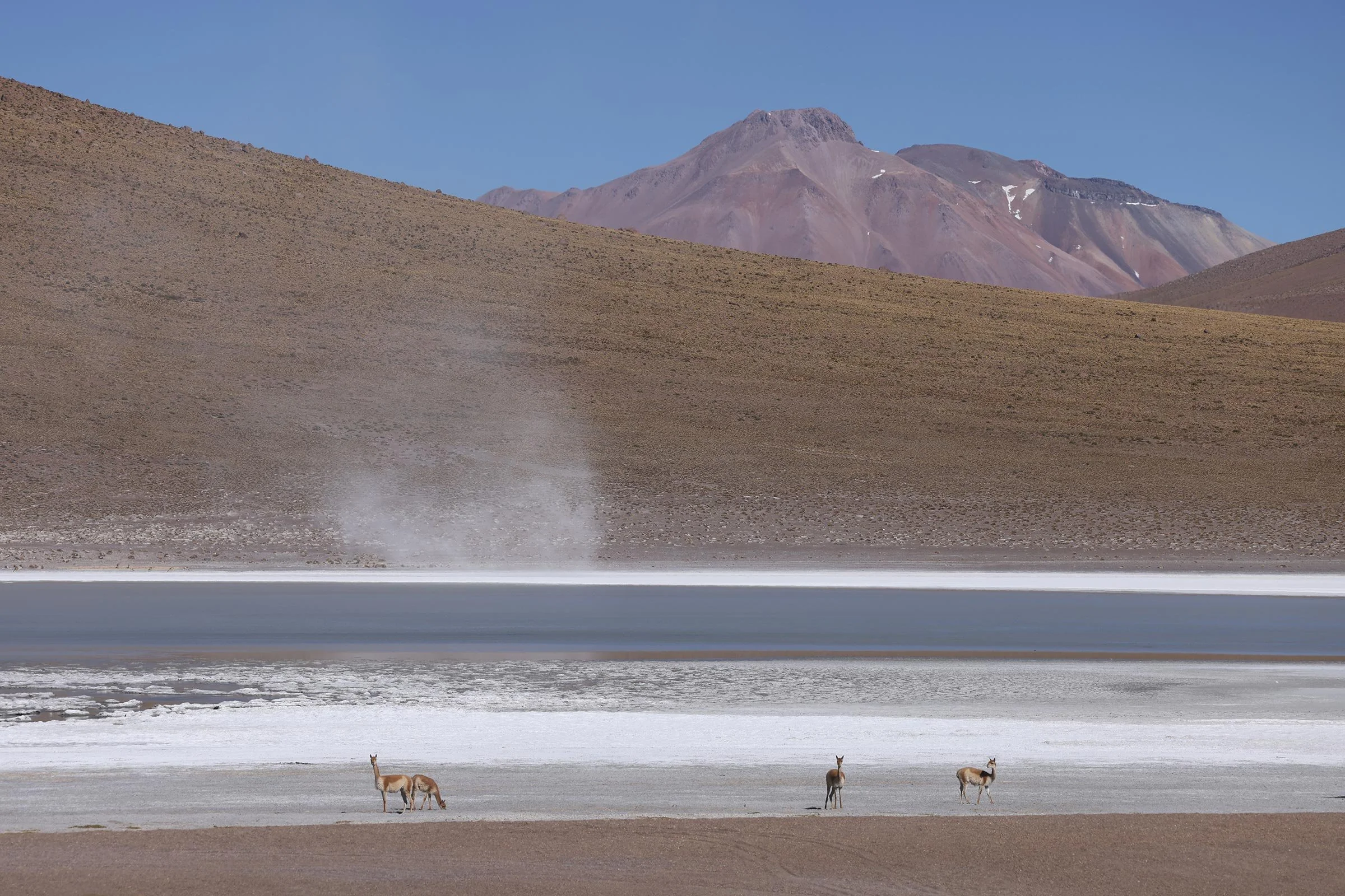 Vicuñor framför en sjö i området Potosi, Bolivia
