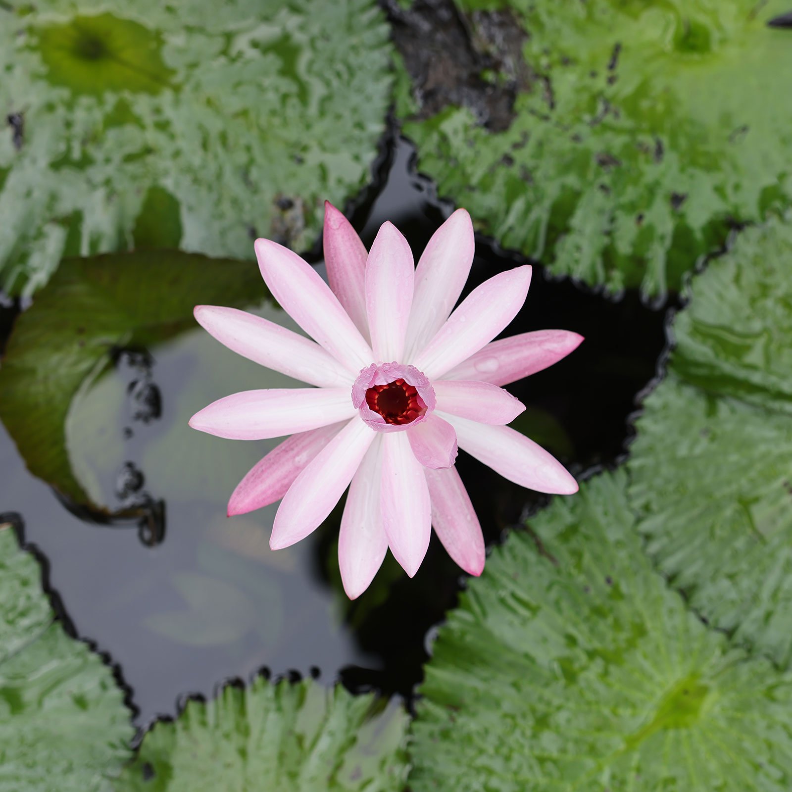 Ljusrosa näckros