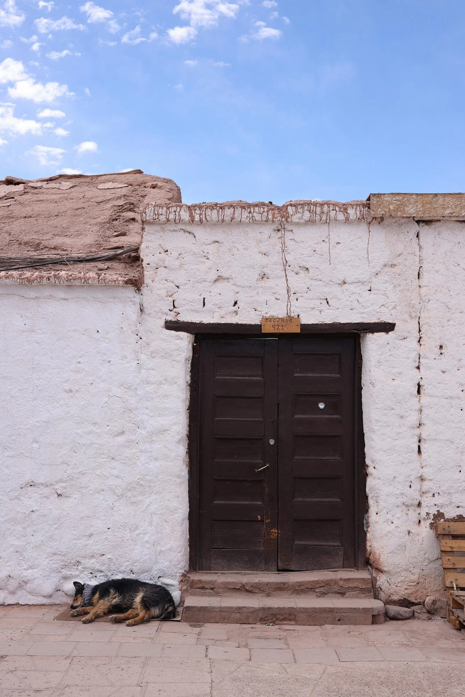  Hund som ligger och vilar utanför en port i San Pedro de Atacama, Chile 