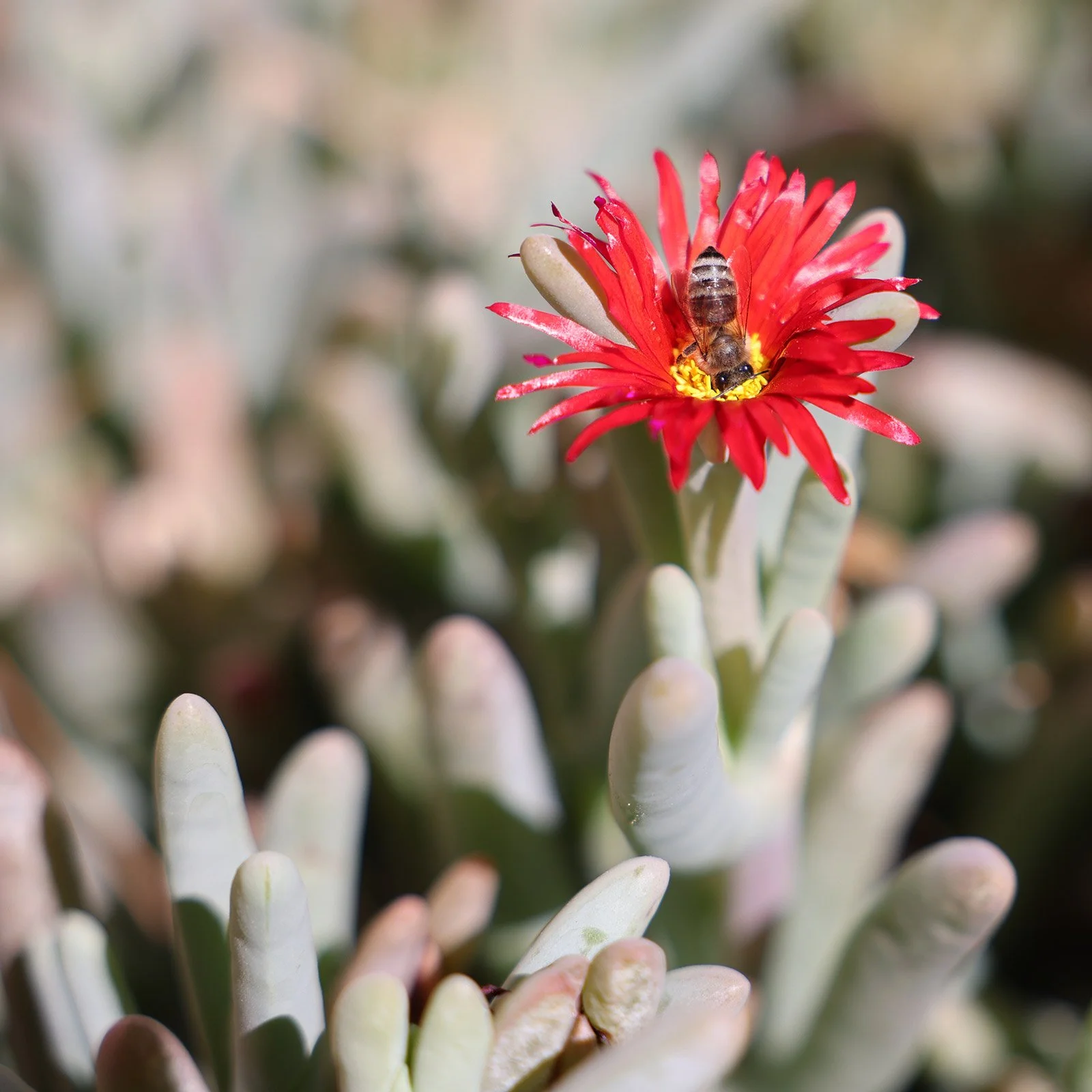 Isörtsväxt på Hotel Pat'ta Hoiri
