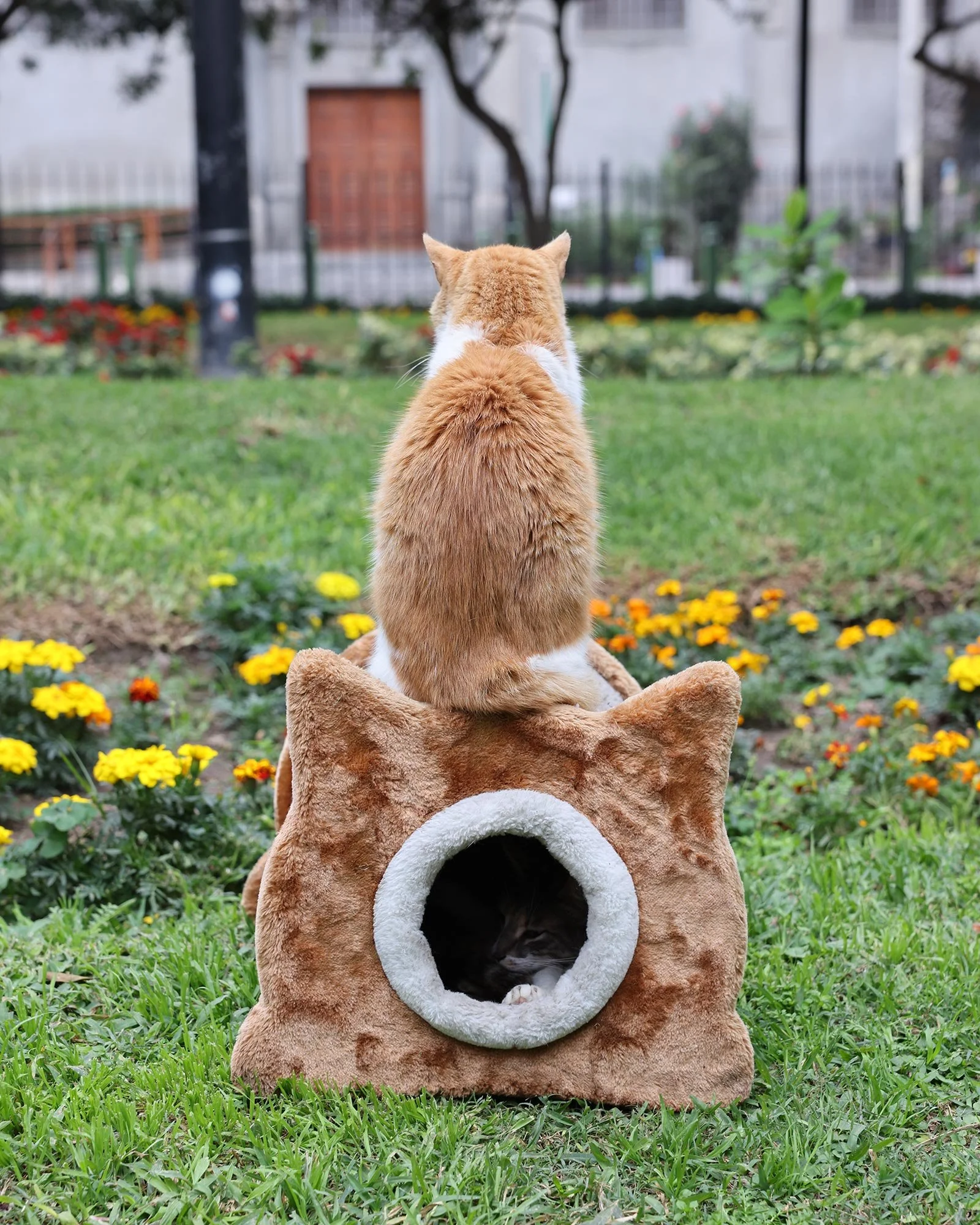  En rödvit katt som sitter på ett litet katthus i samma färg i parken Parque Kennedy i Lima, Peru 
