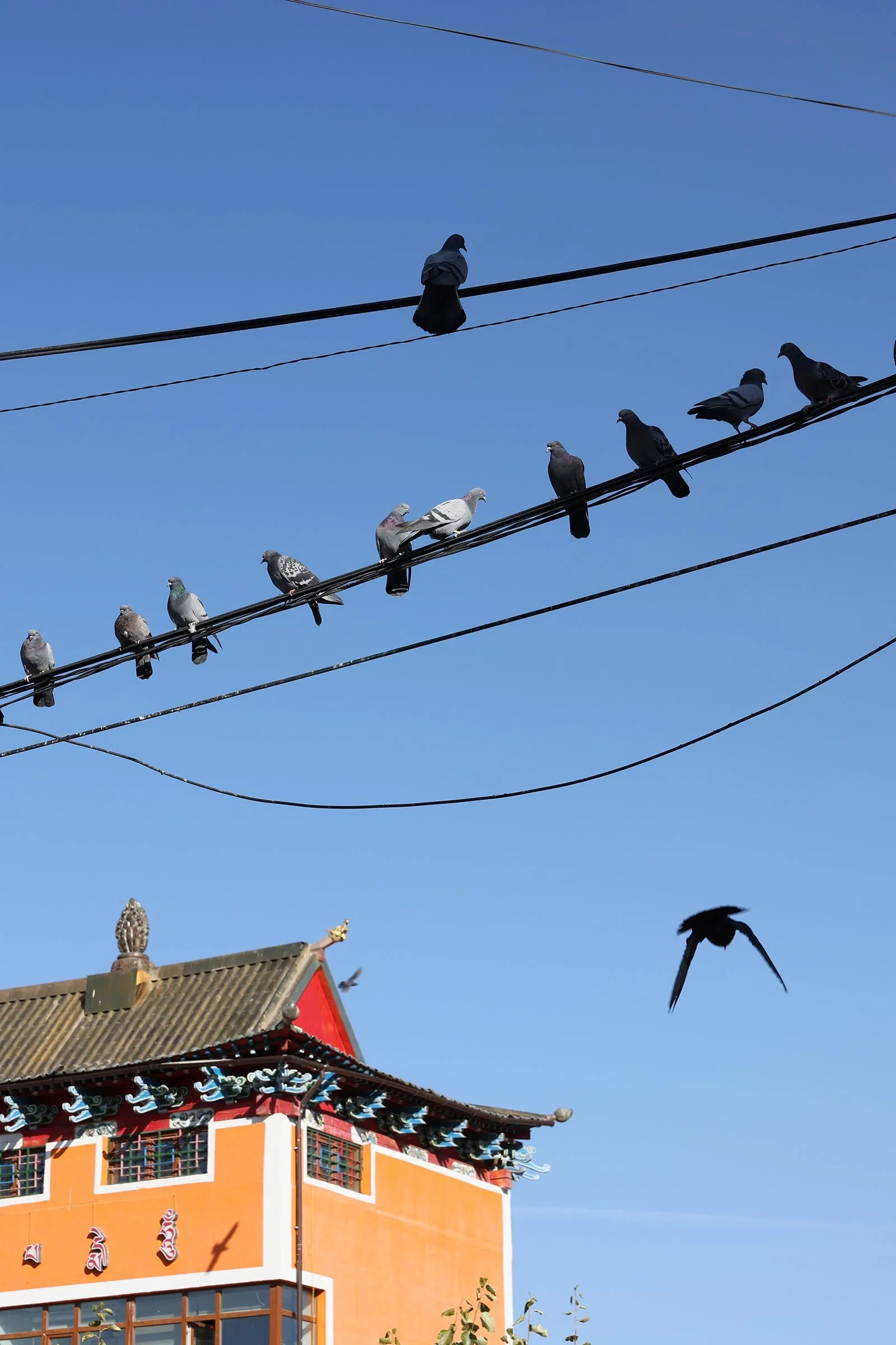  Fåglar på en telefonledning vid Gandantegchinlen-klostret, ett buddhistiskt kloster i Ulaanbaatar, Mongoliet 