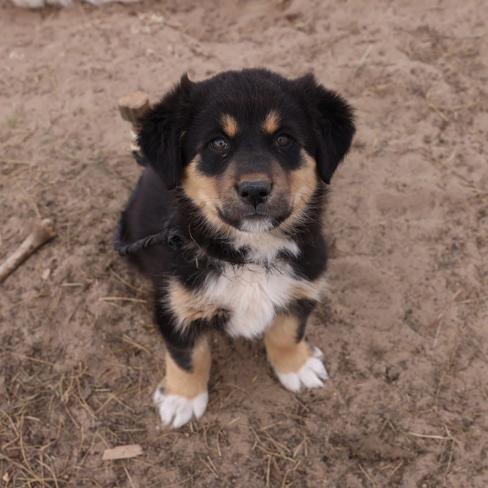  Svart, vit och brun hundvalp ute på den mongoliska slätten 