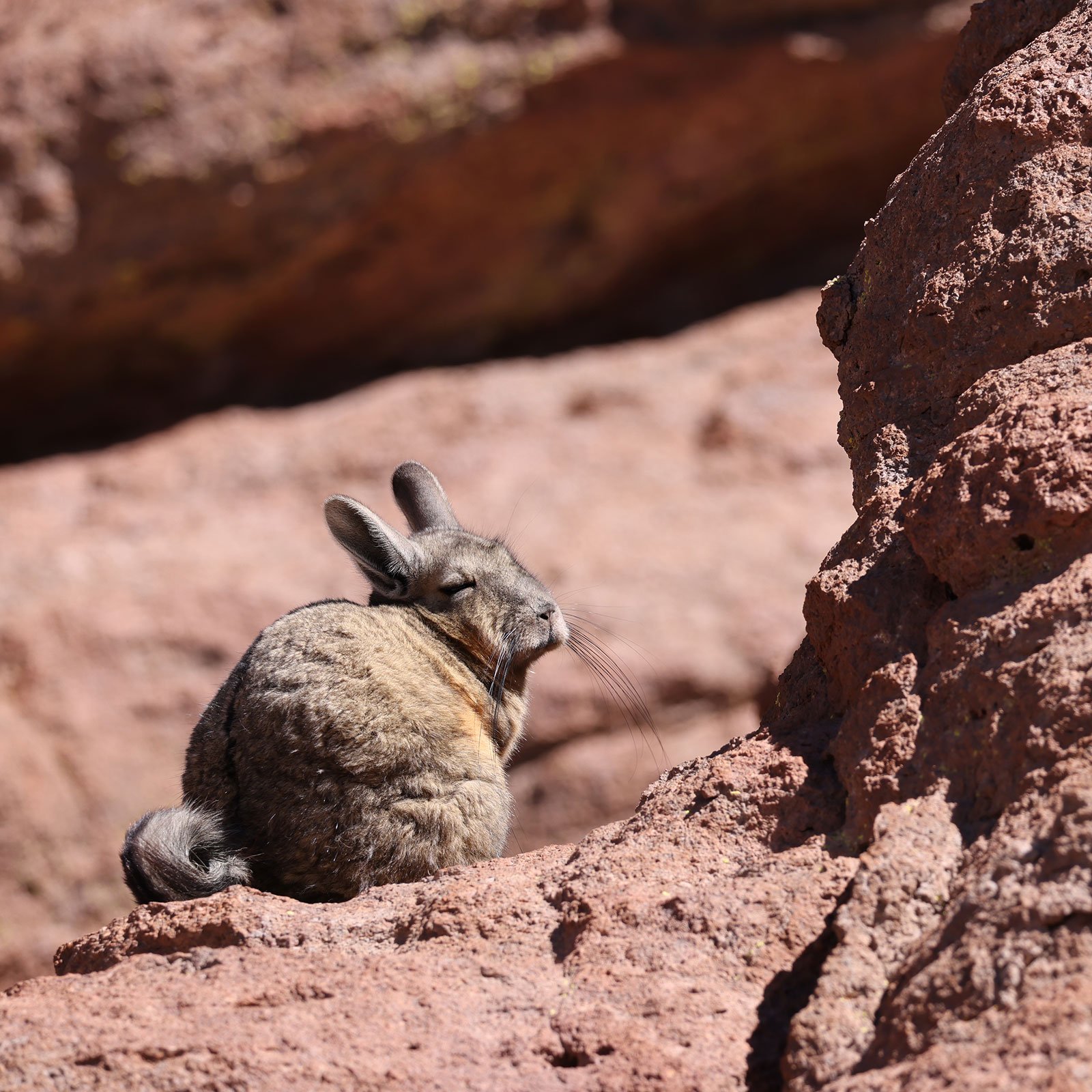 Viscacha i bergen i södra Bolivia