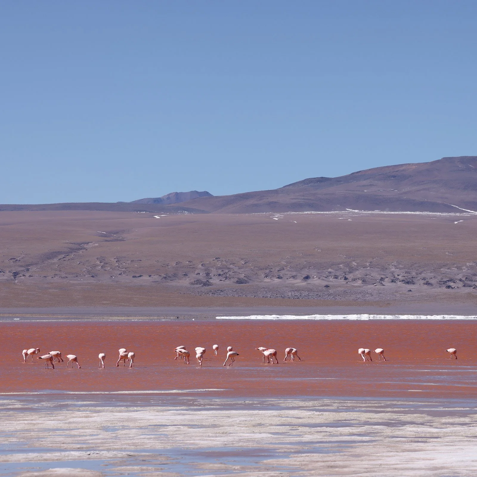Flamingos i Laguna Colorada, Reserva Nacional de Fauna Andina Eduardo Avaroa, Bolivia