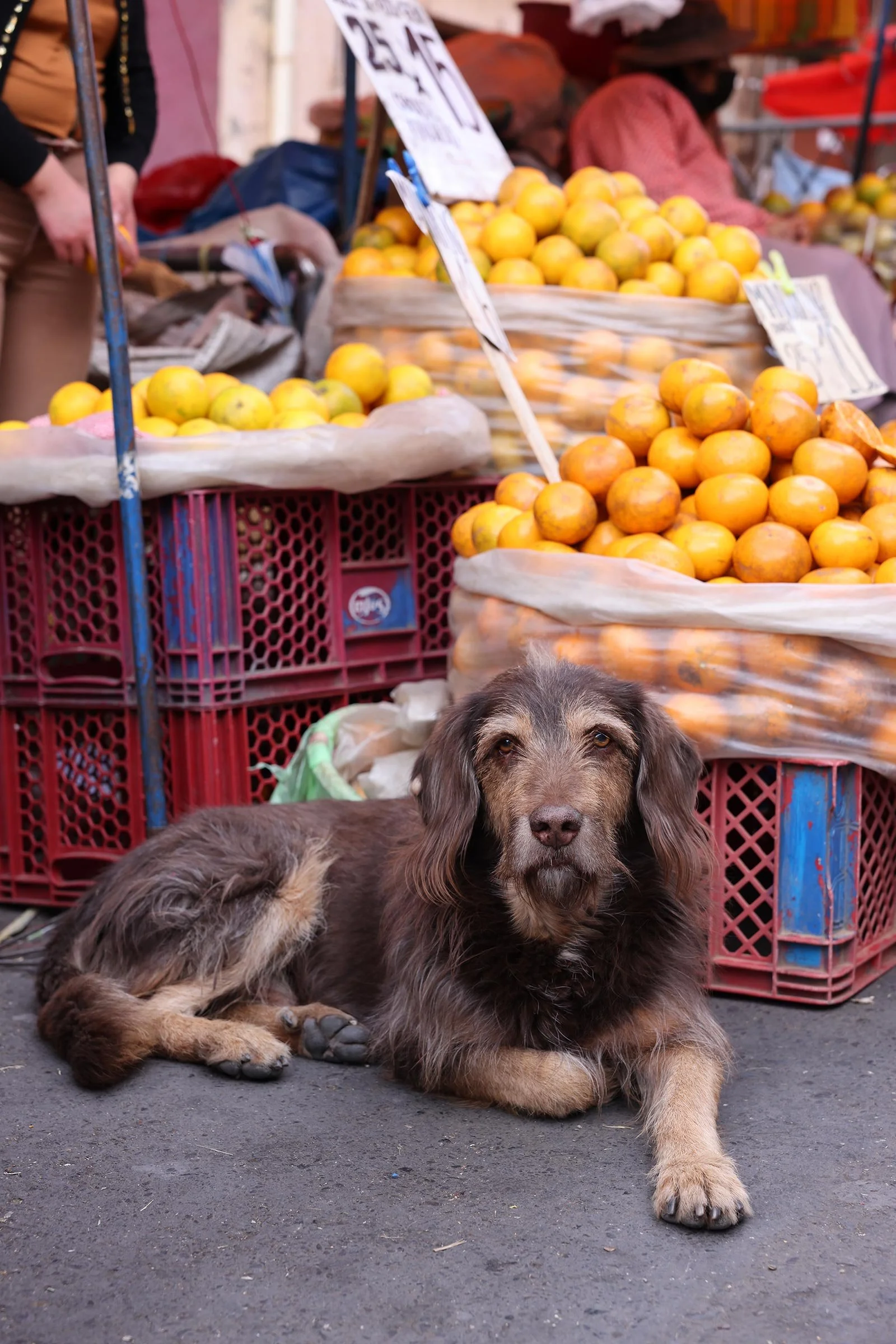 Gatuhund med brun päls ligger framför högar av citrusfrukter på en marknad i La Paz, Bolivia