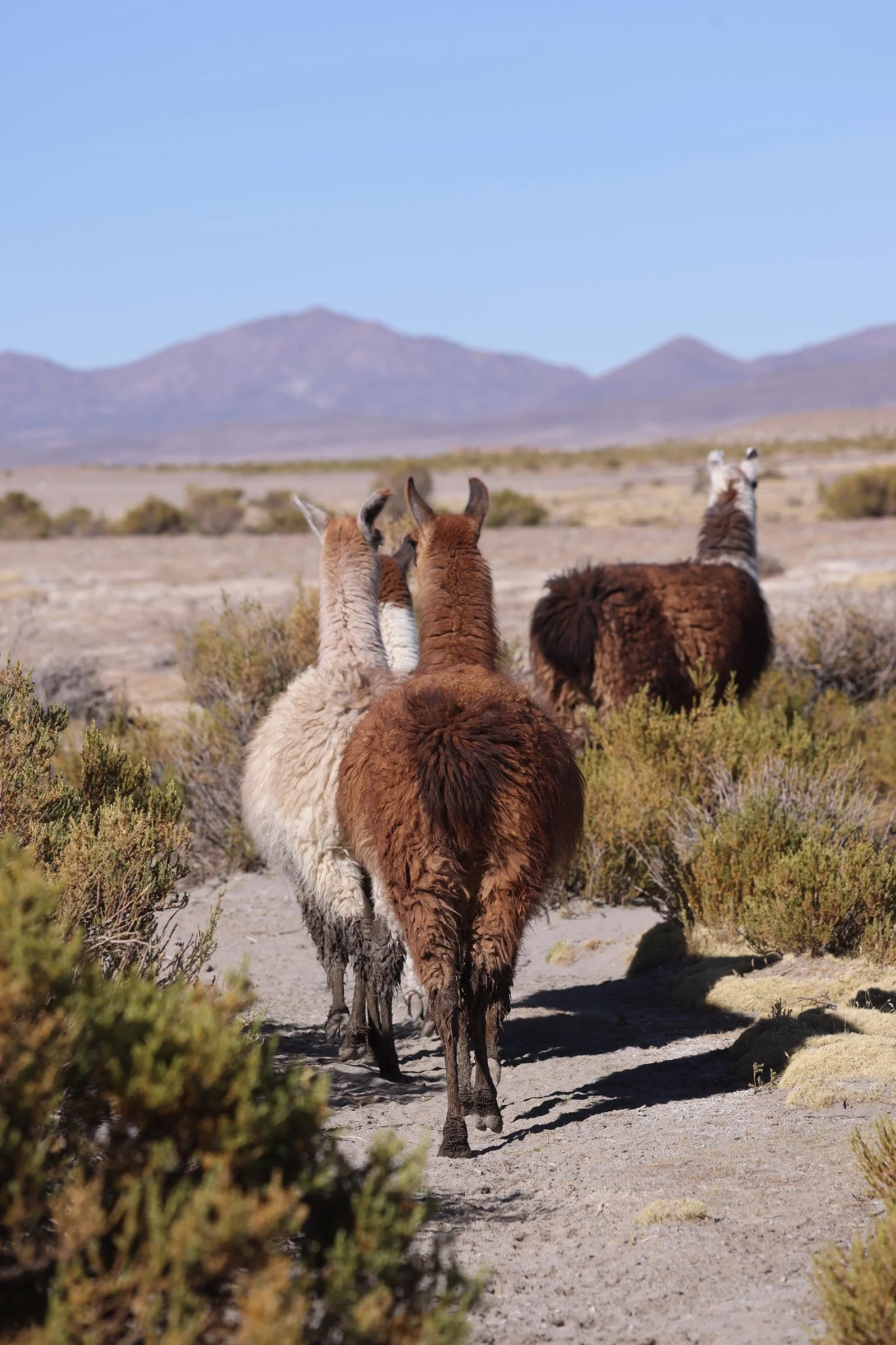 Alpackor ute i naturen i området Potosi, Bolivia