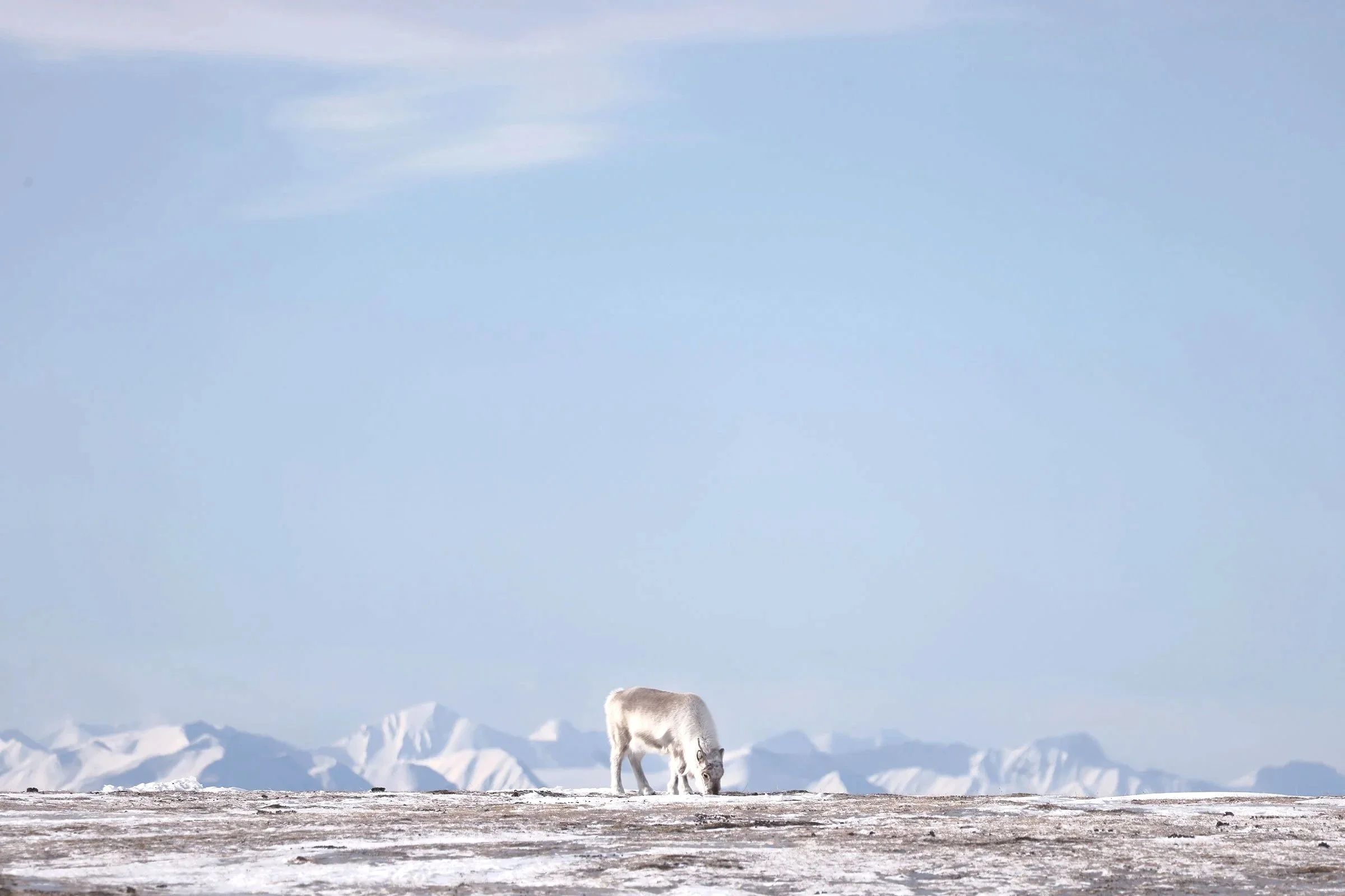 En ensam svalbardsren som betar på ett snöigt Svalbard