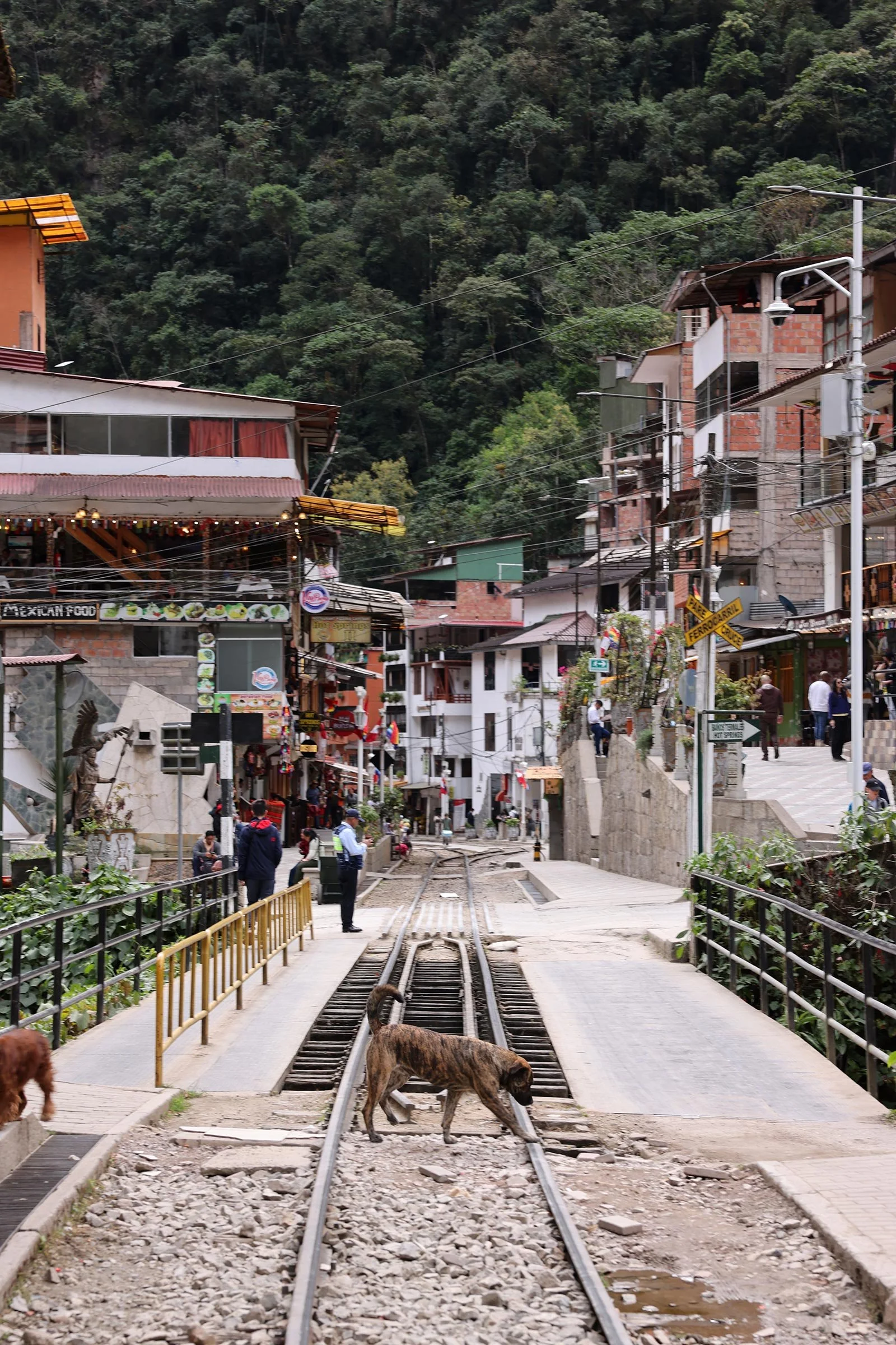 En hund går över tågrälsen i samhället Machu Picchu Pueblo/Aguas Calientes i närheten av Machu Picchu, Peru