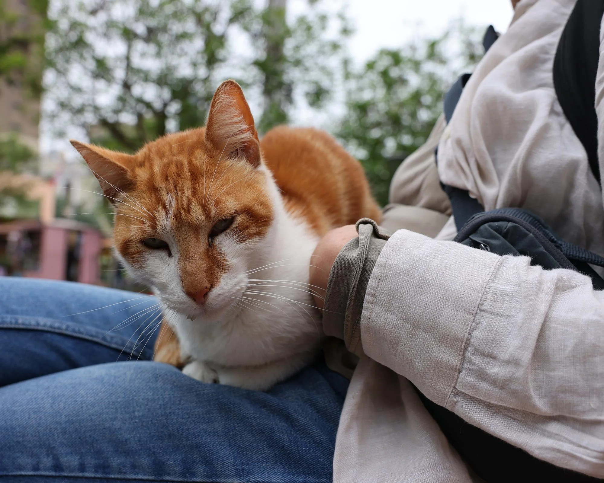 En rödvid som vilar i ett knä i parken Parque Kennedy i Lima, Peru