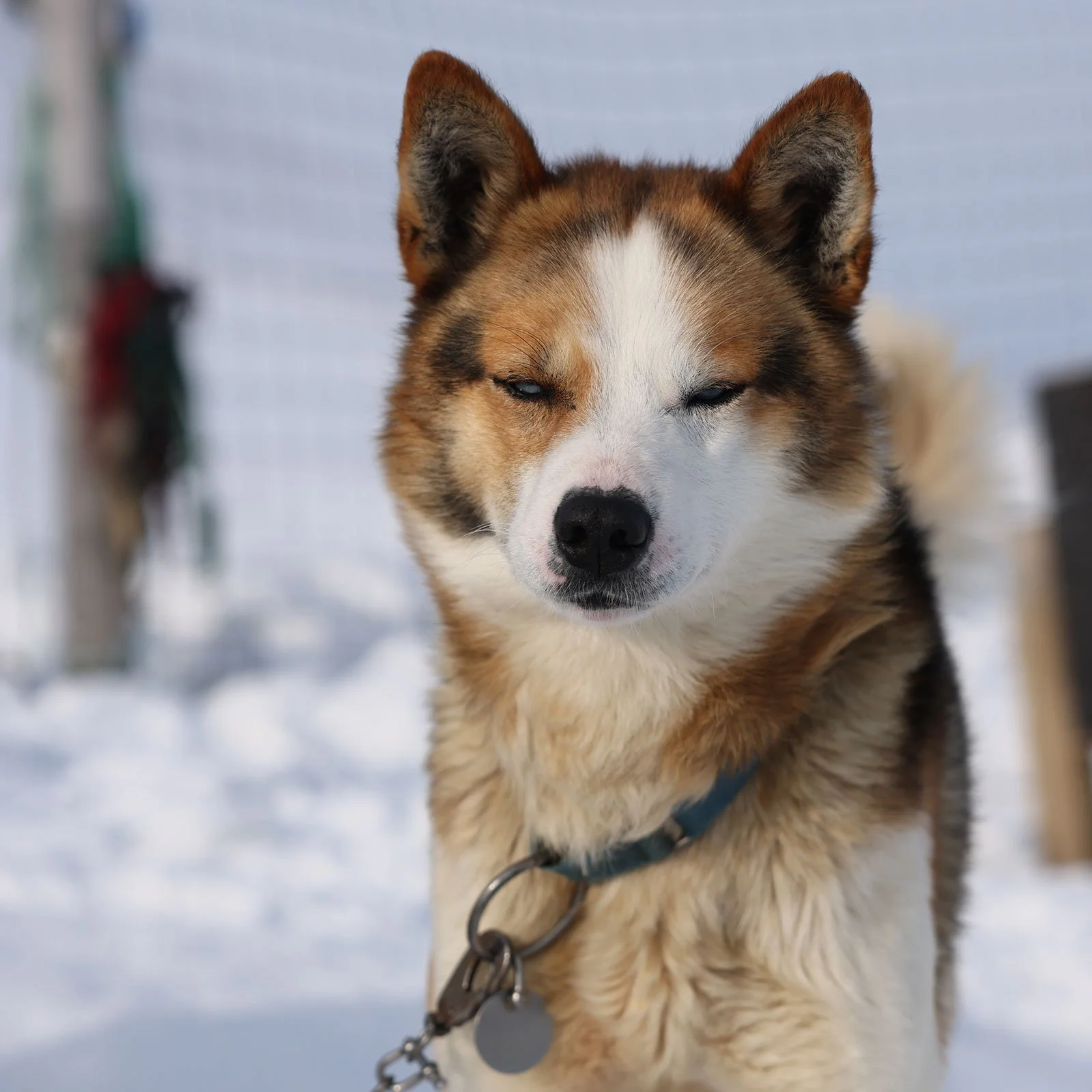 En hund som hör till Green Dog Svalbard