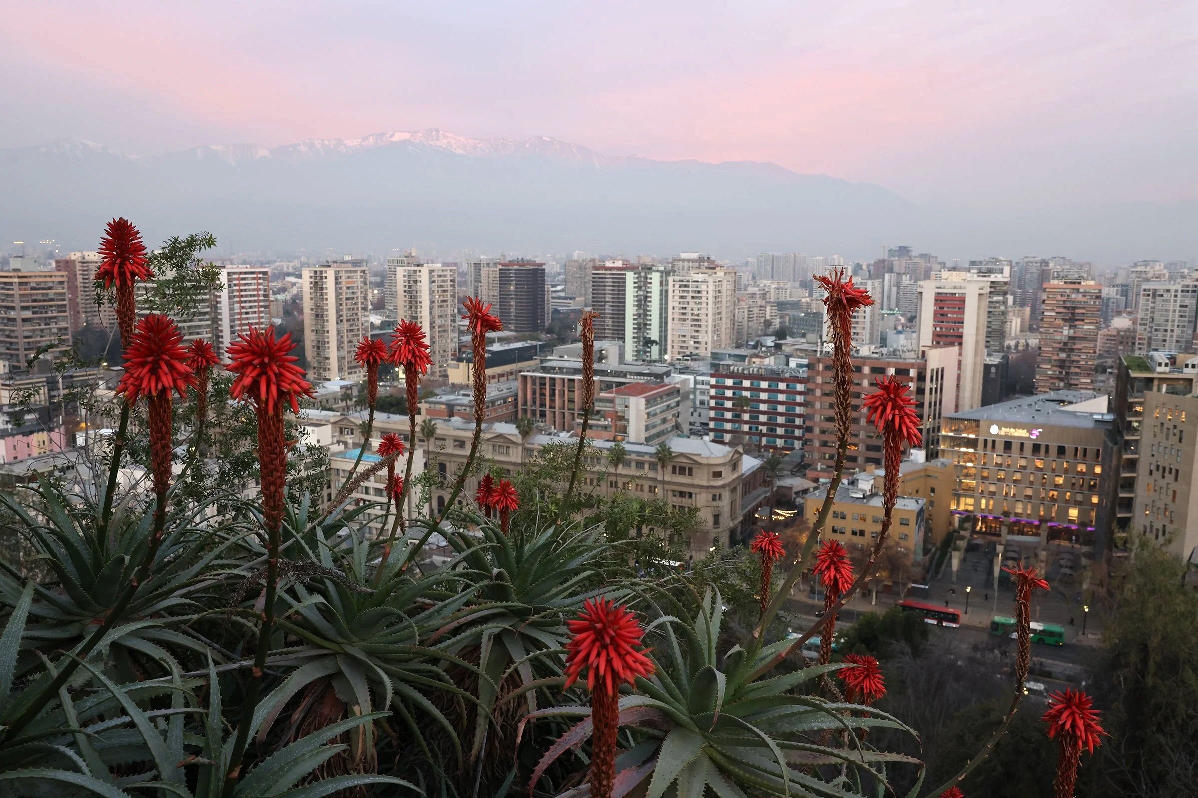 Aloe och utsikt över Santiago de Chile från Santa Lucia Hill