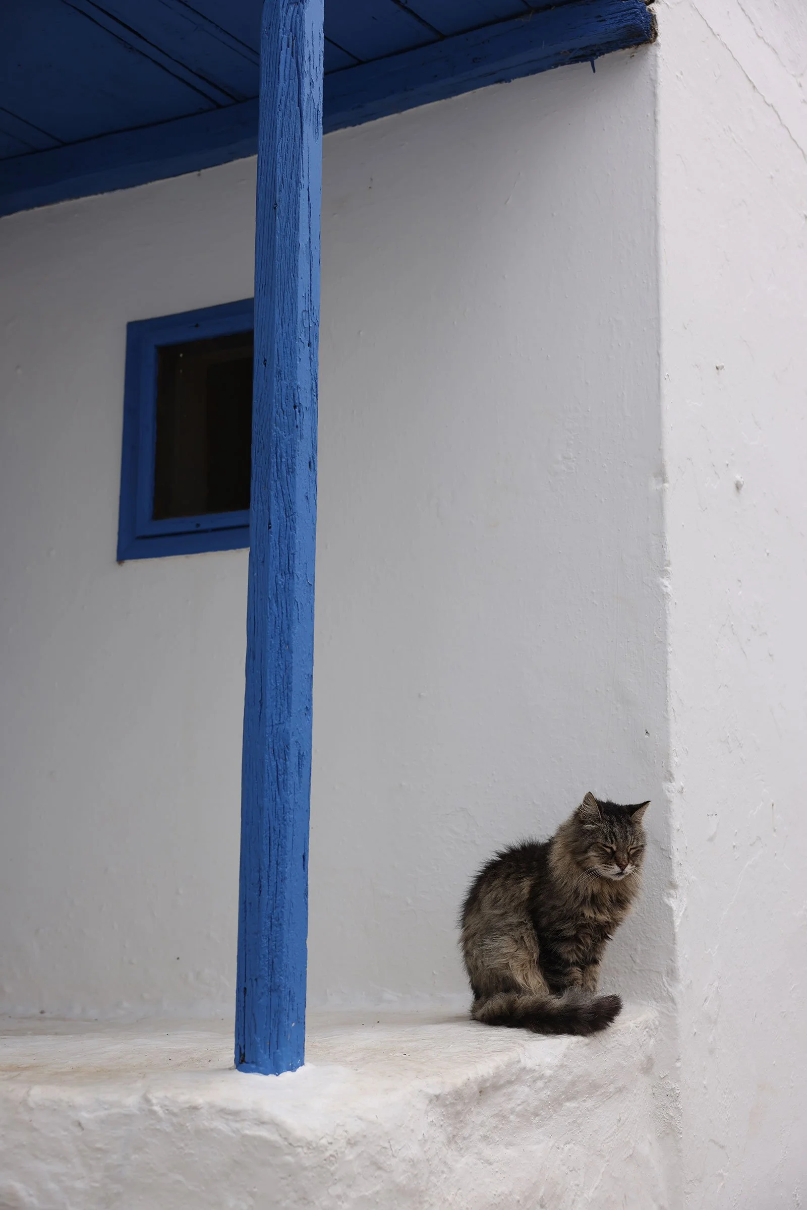 En katt framför ett vitkalkat hus med blå detaljer på ön Hydra, Grekland