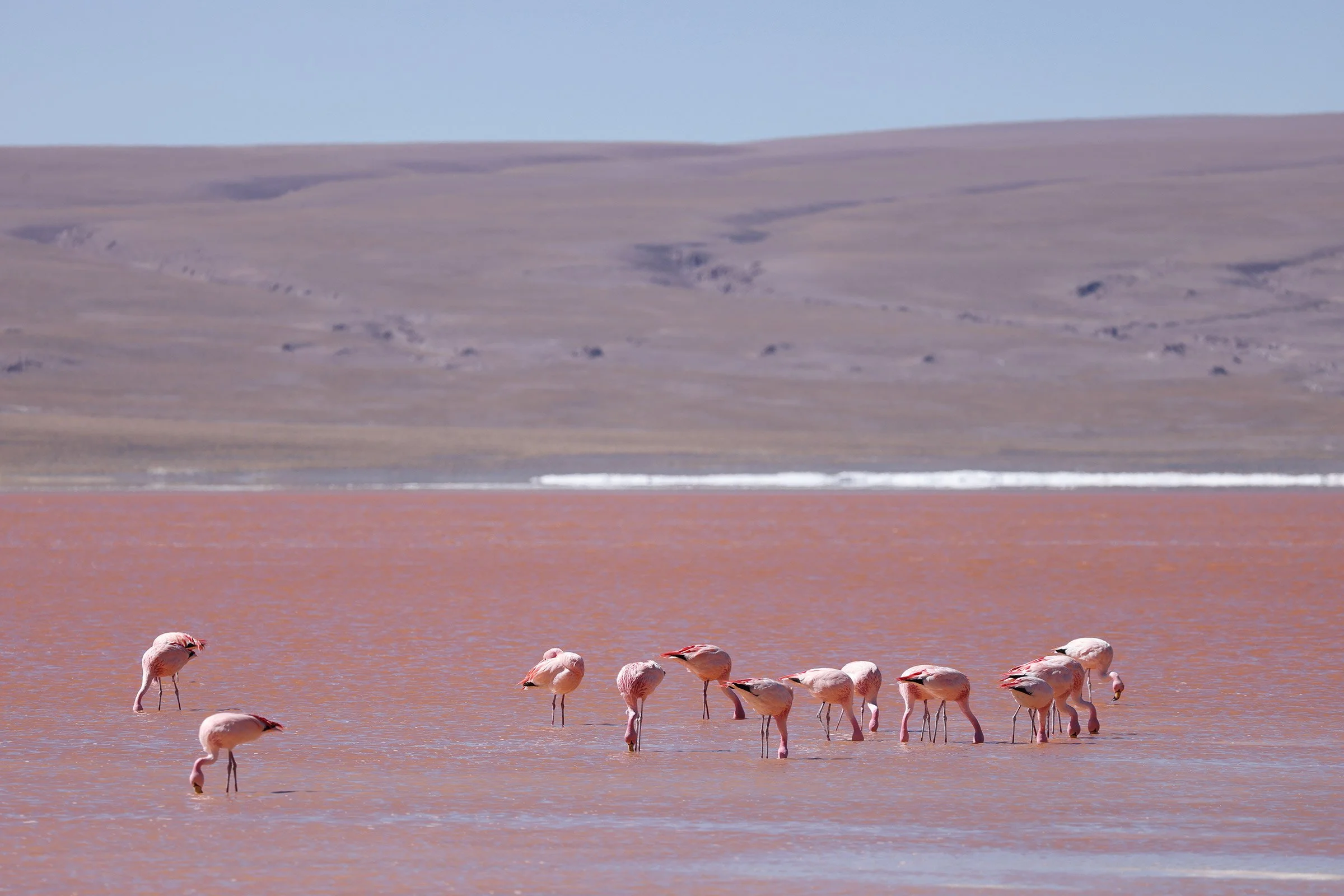 Flamingos i Laguna Colorada, Reserva Nacional de Fauna Andina Eduardo Avaroa, Bolivia