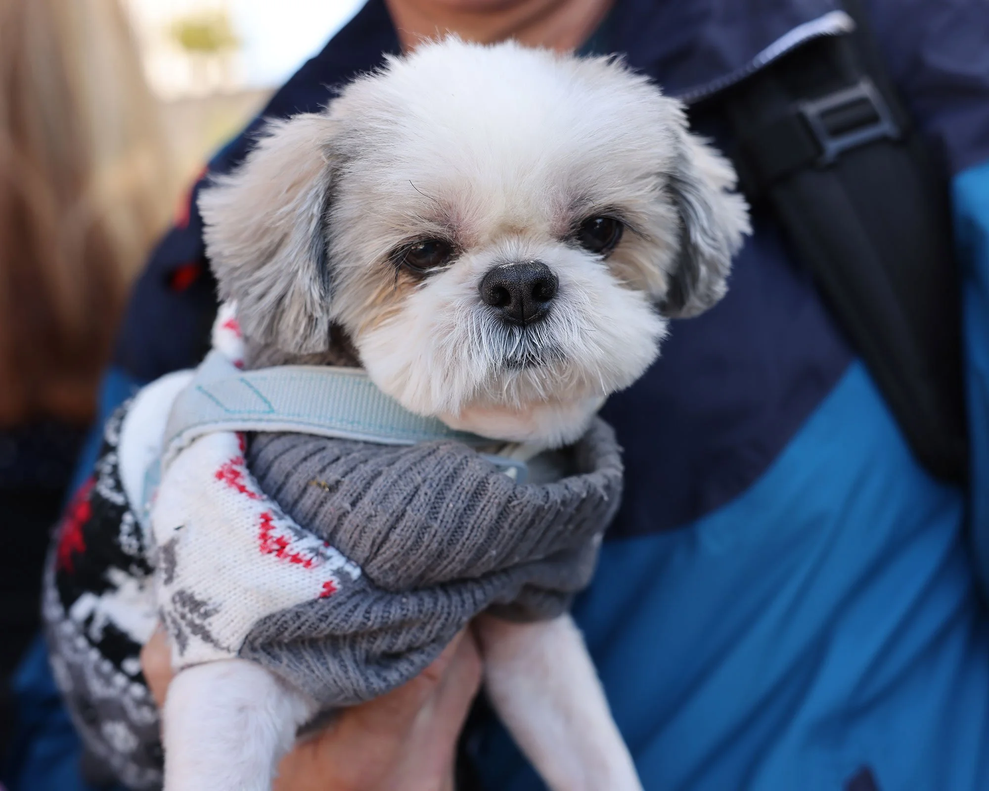 En Shih Tzu med stickad tröja och ljusblå sele i famnen på en man