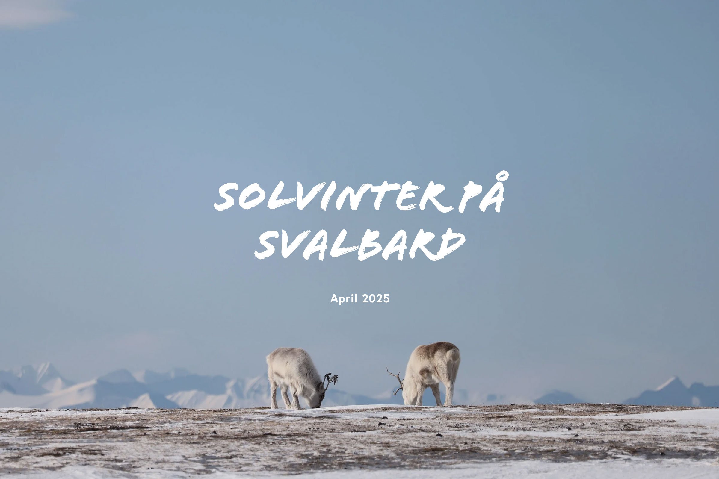 Solvinter på Svalbard