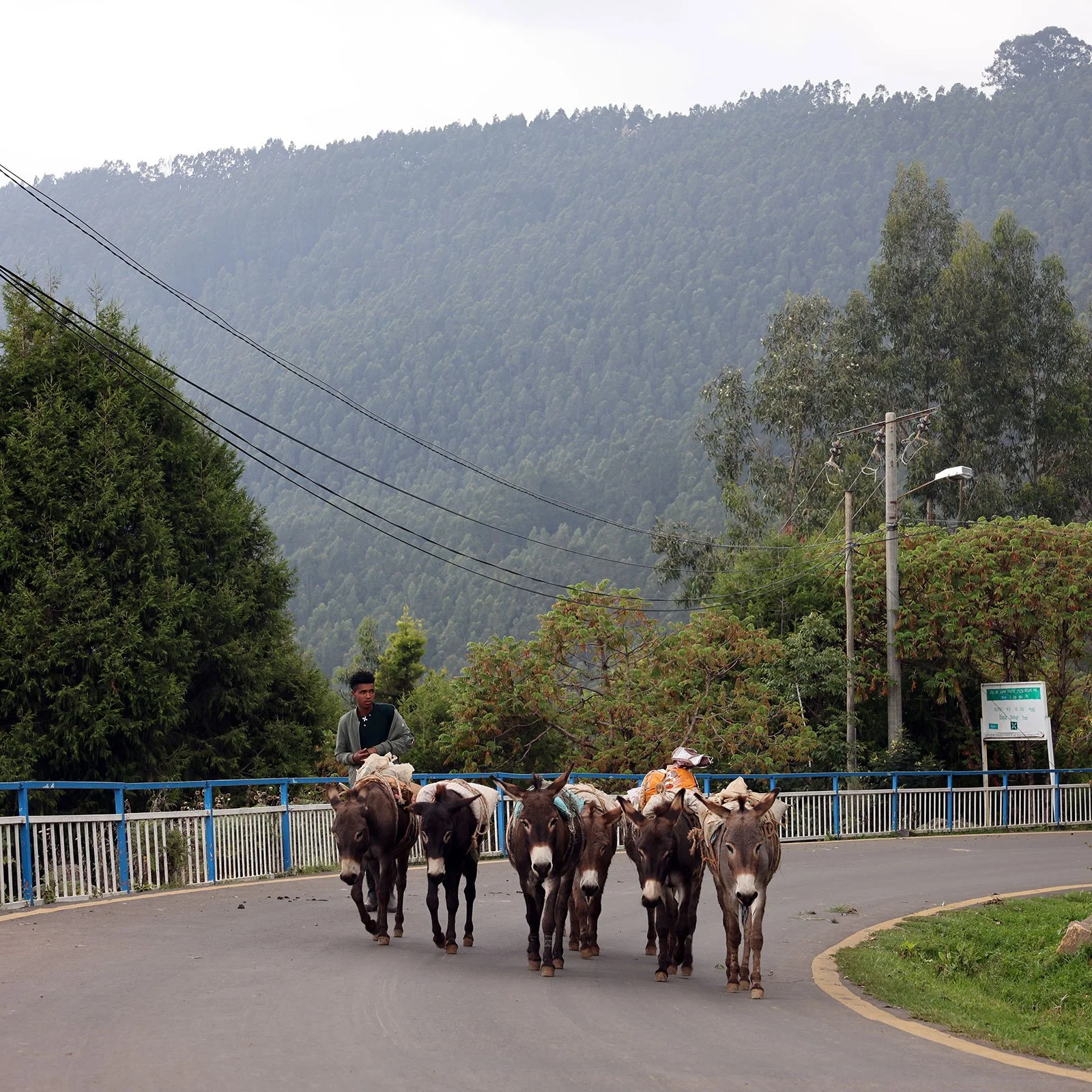 Åsnor på Mount Entoto, Addis Abeba, Etiopien