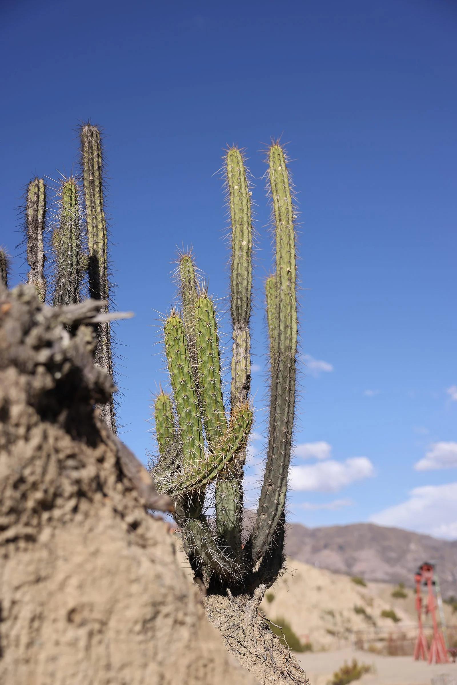 Kaktus i Valle de la Luna, La Paz, Bolivia