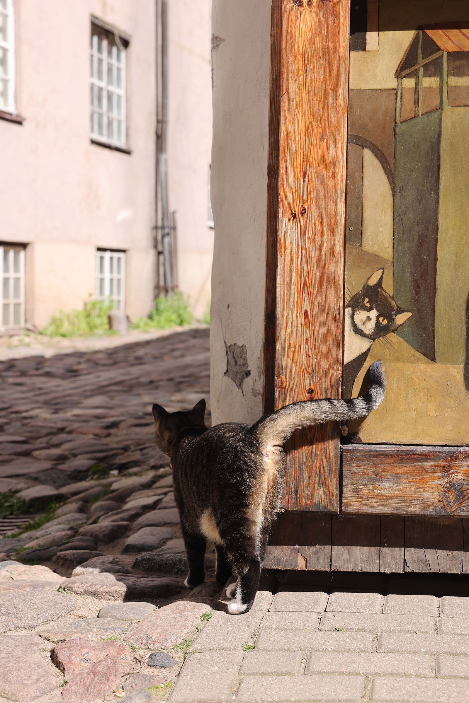En katt som strosar på kullerstenarna i gamla stan i Riga, Lettland