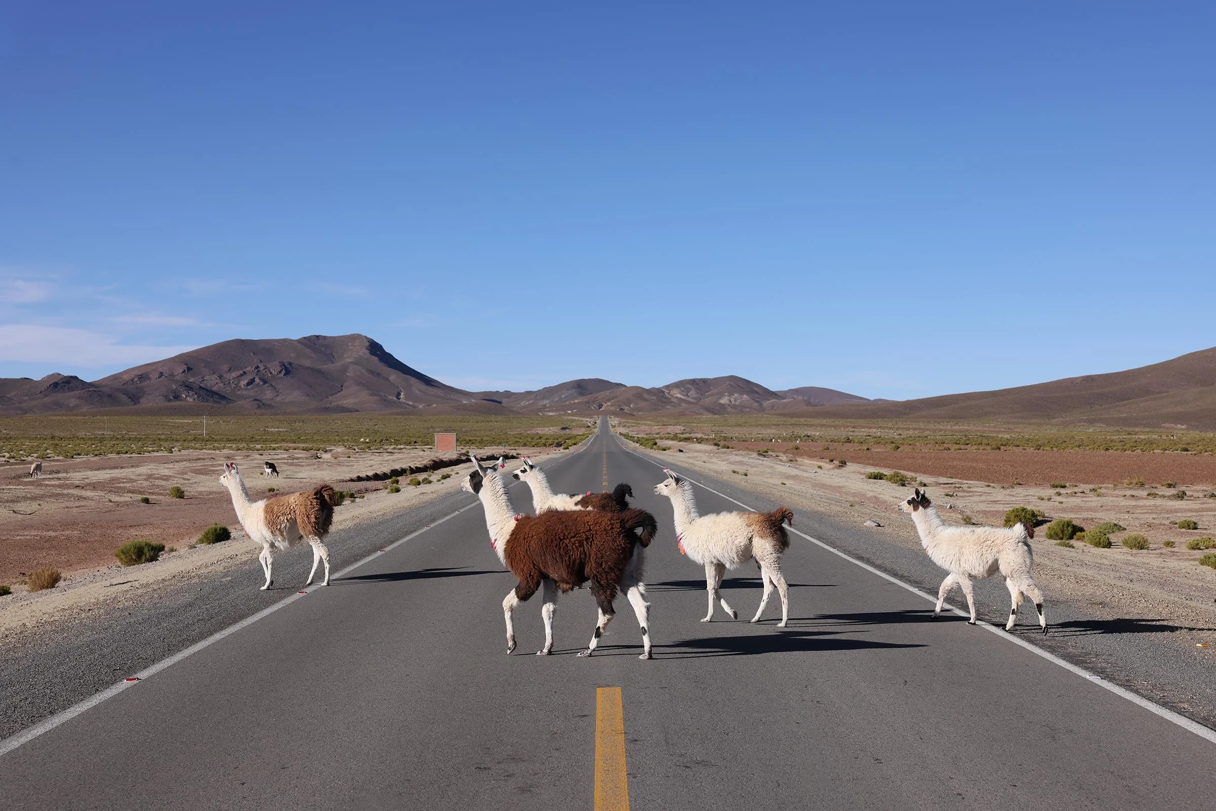 Alpackor som korsar vägen i området Potosi, Bolivia