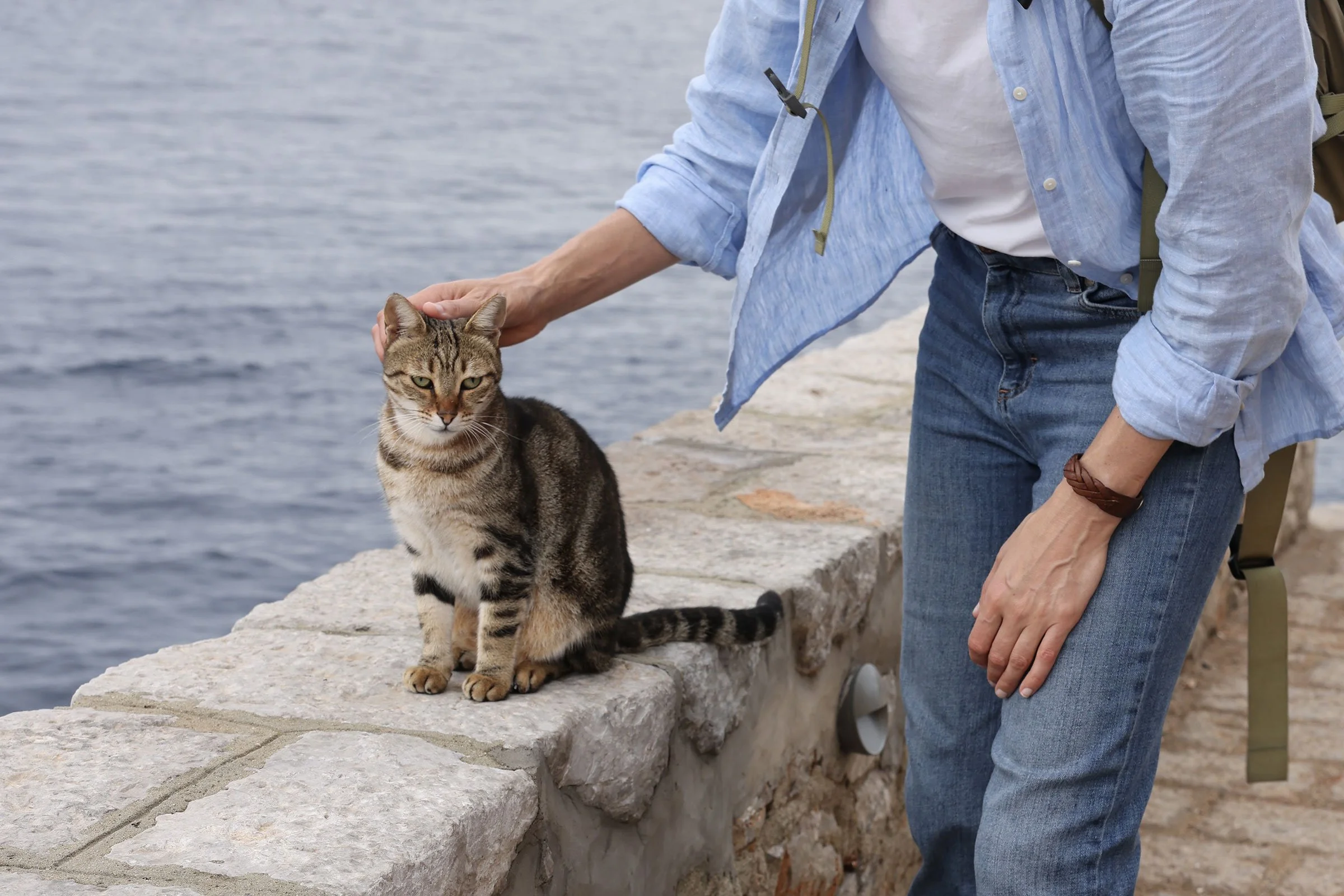 En katt som blir klappad på en stenmur med utsikt över havet på ön Hydra, Grekland