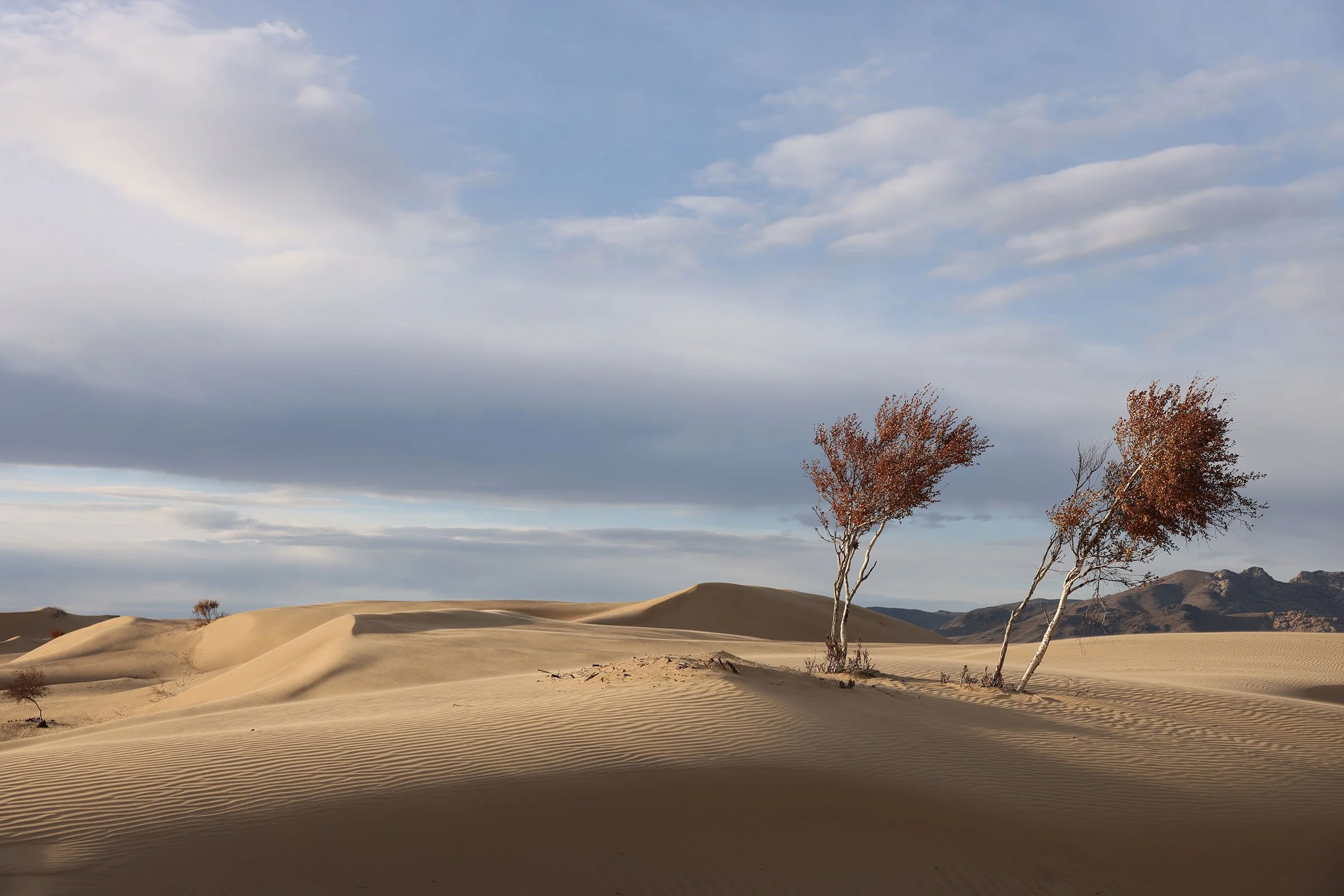 Sanddyn och två träd i Elsen Tasarkhai, Mini Gobi, i Mongoliet