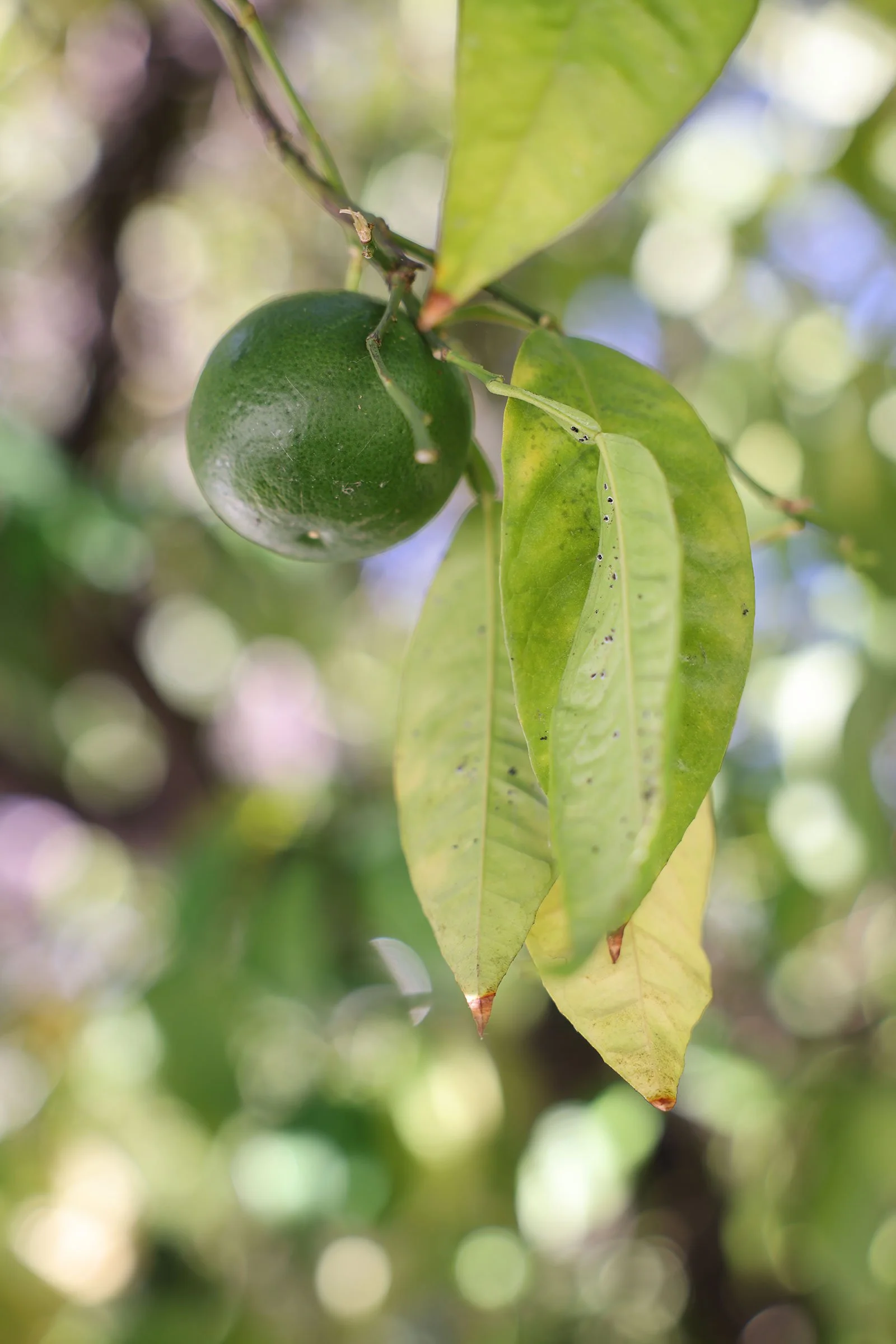 Bergamottapelsin (Citrus bergamia)