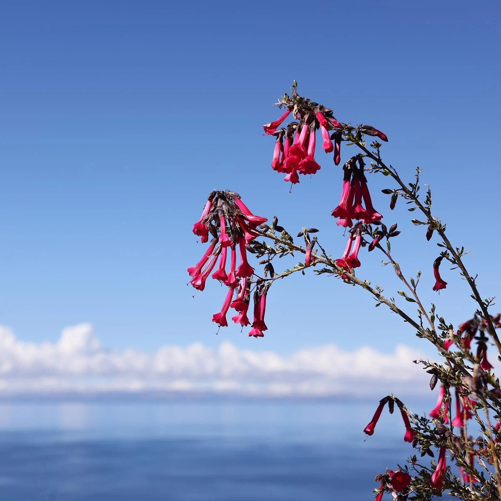 Perus nationalväxt inkagull (Cantua buxifolia) vid Titicacasjön
