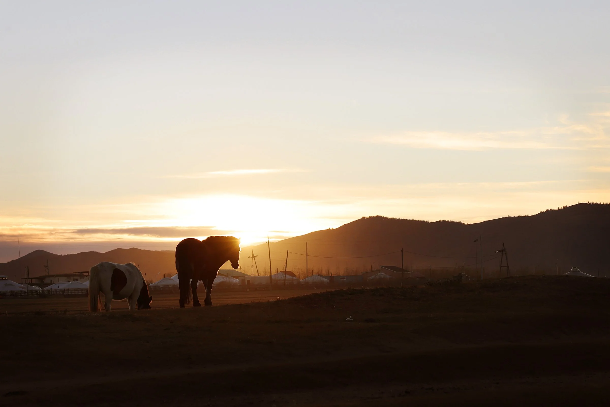 Hästar i solnedgång, ute på stäppen i närheten av Karakorum i Mongoliet