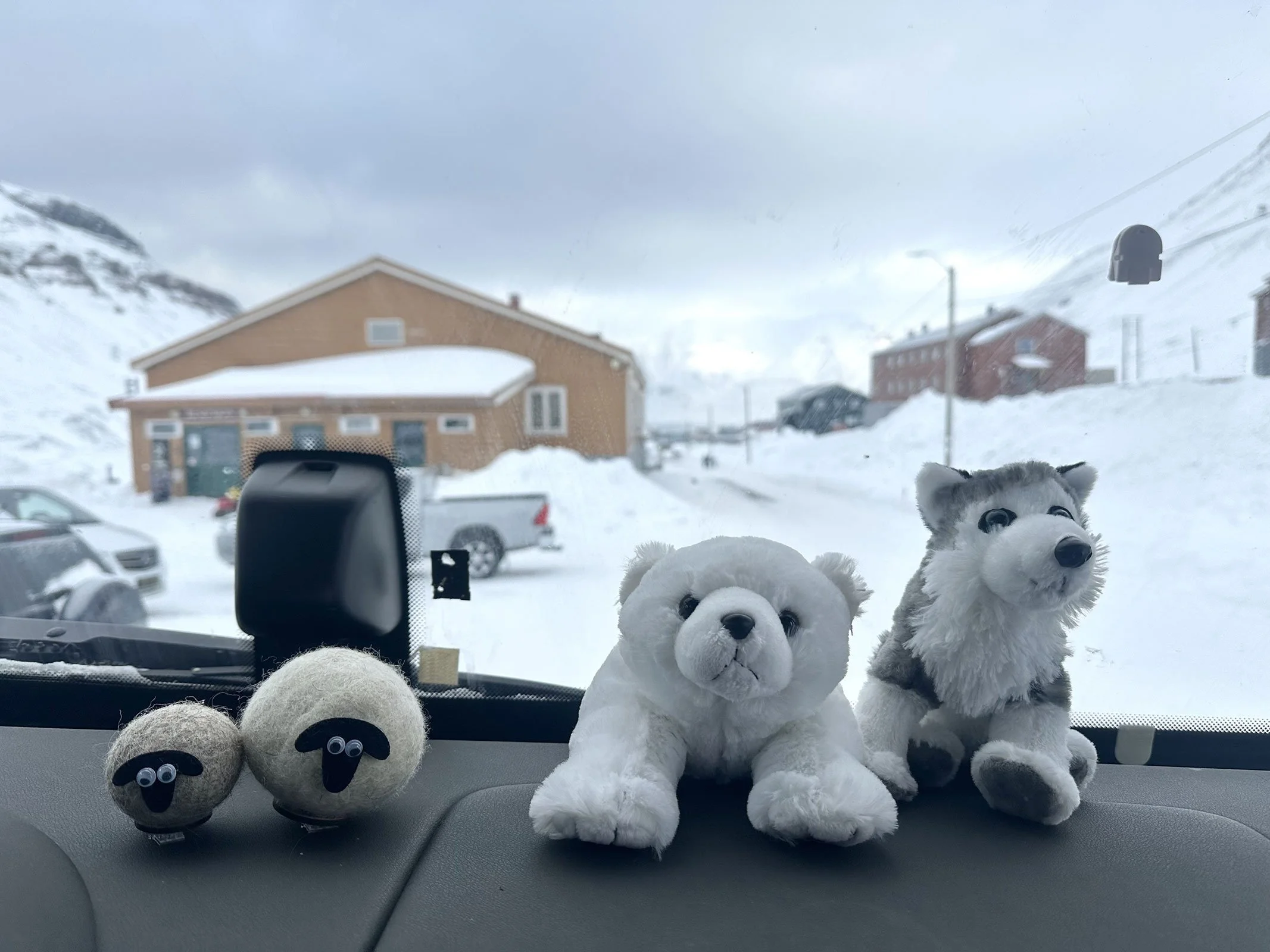 Två små får, en isbjörn och en husky på instrumentbrädan i bussen på väg mot Svalbards flygplats, Longyearbyen