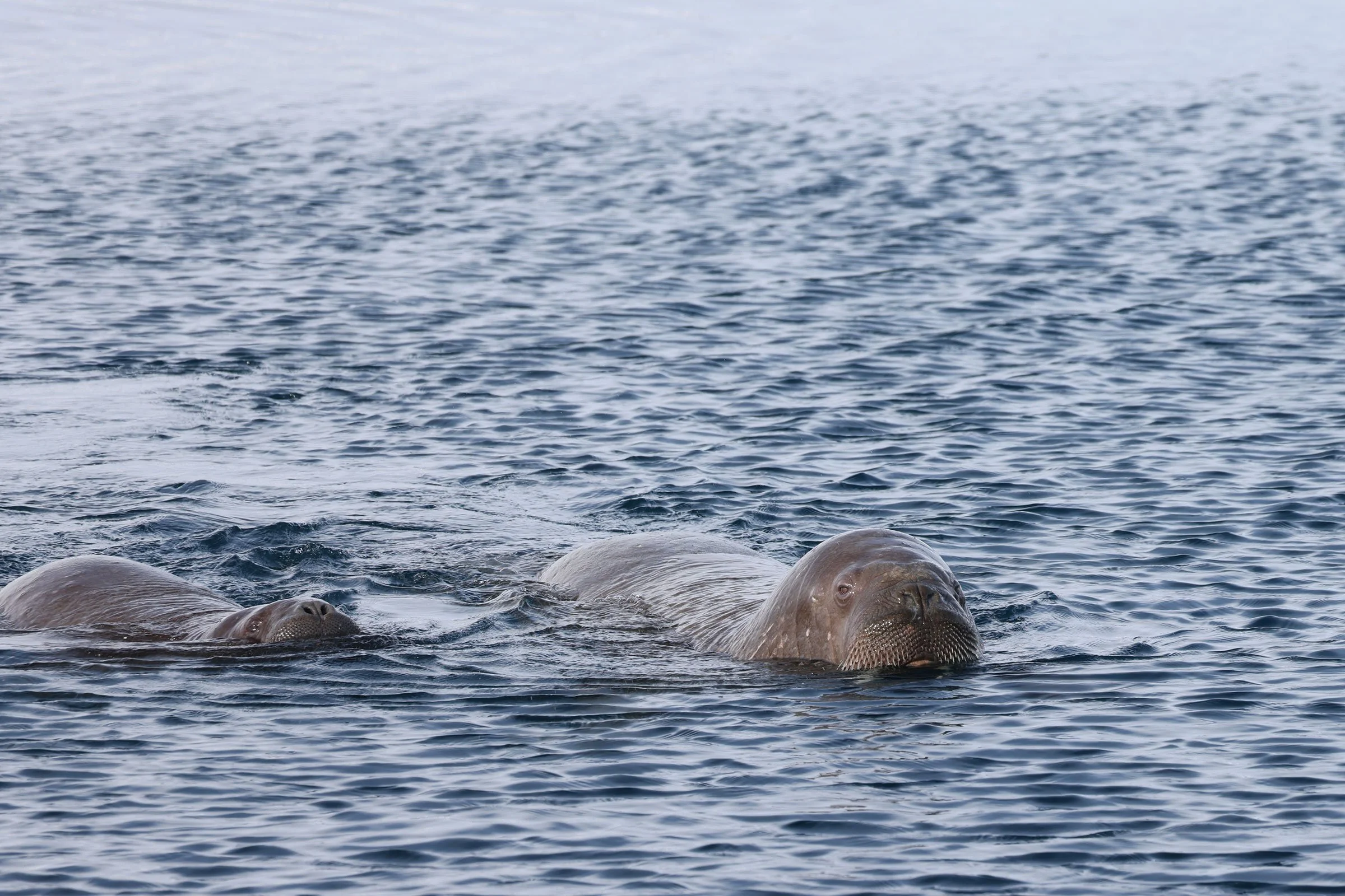 Två valrossar i Billefjorden, Svalbard