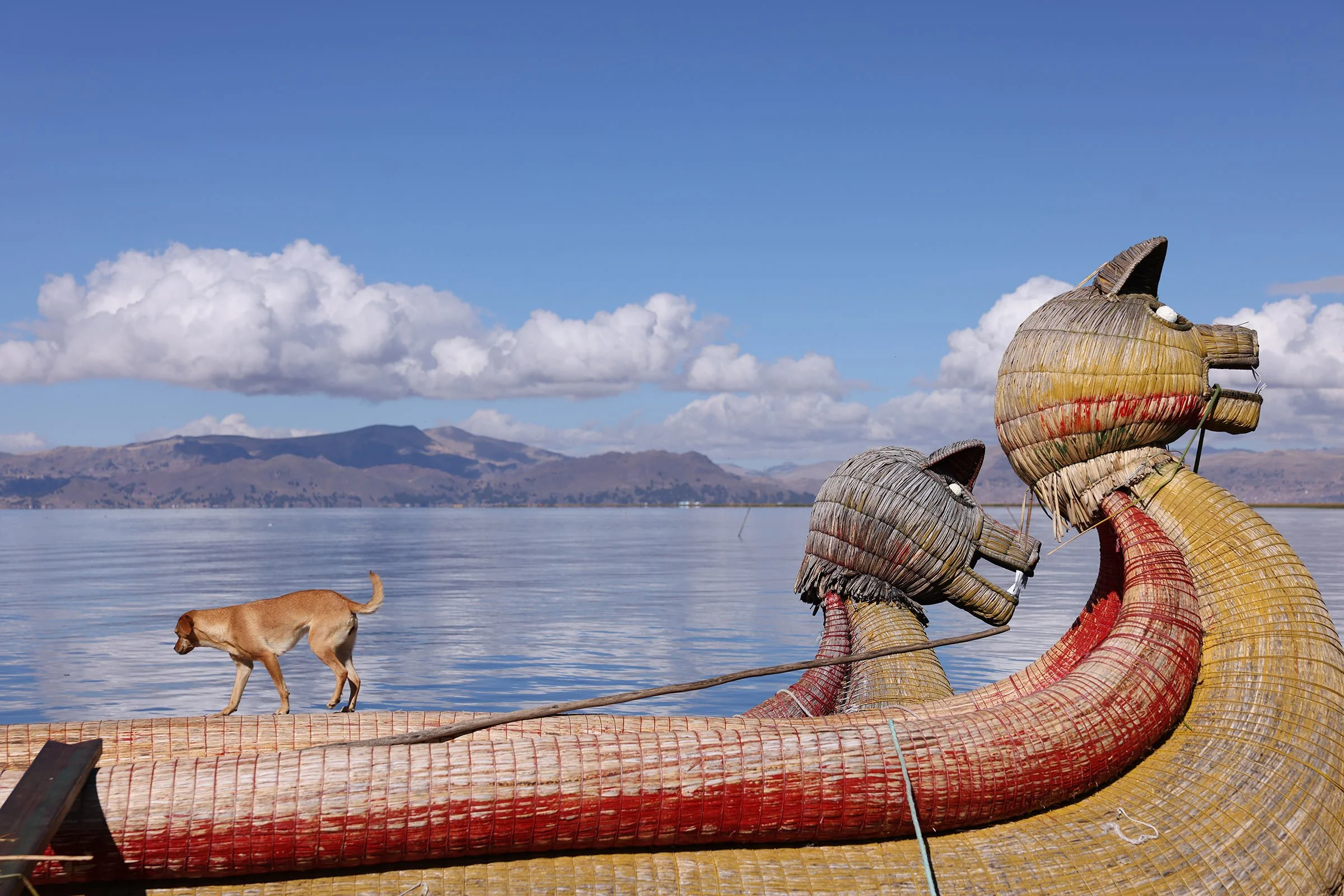 En hund på en totorabåt, en slags kanot av vass, på Uros flytande vassöar. Titicacasjön, Peru.