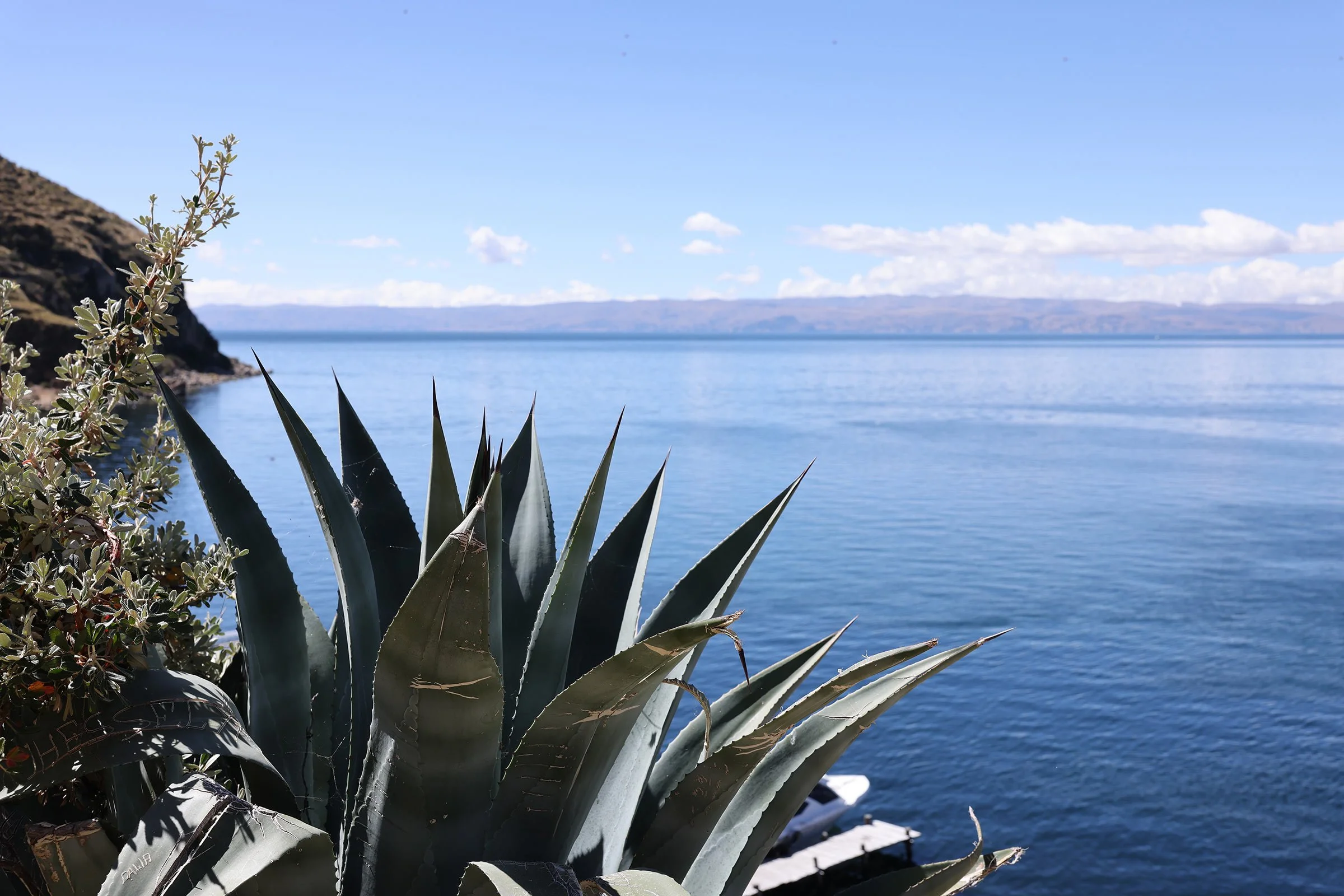 Suckulenten agave växer på ön Isla del Sol i Titicacasjön, Bolivia