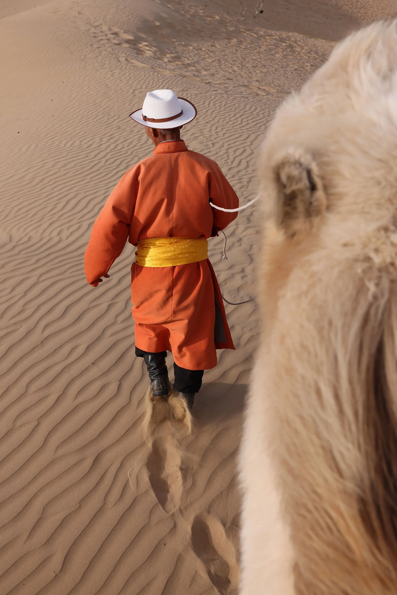 En mongolisk nomad med traditionella kläder som går på en sanddyn i Elsen Tasarkhai med sin kamel, Mongoliet