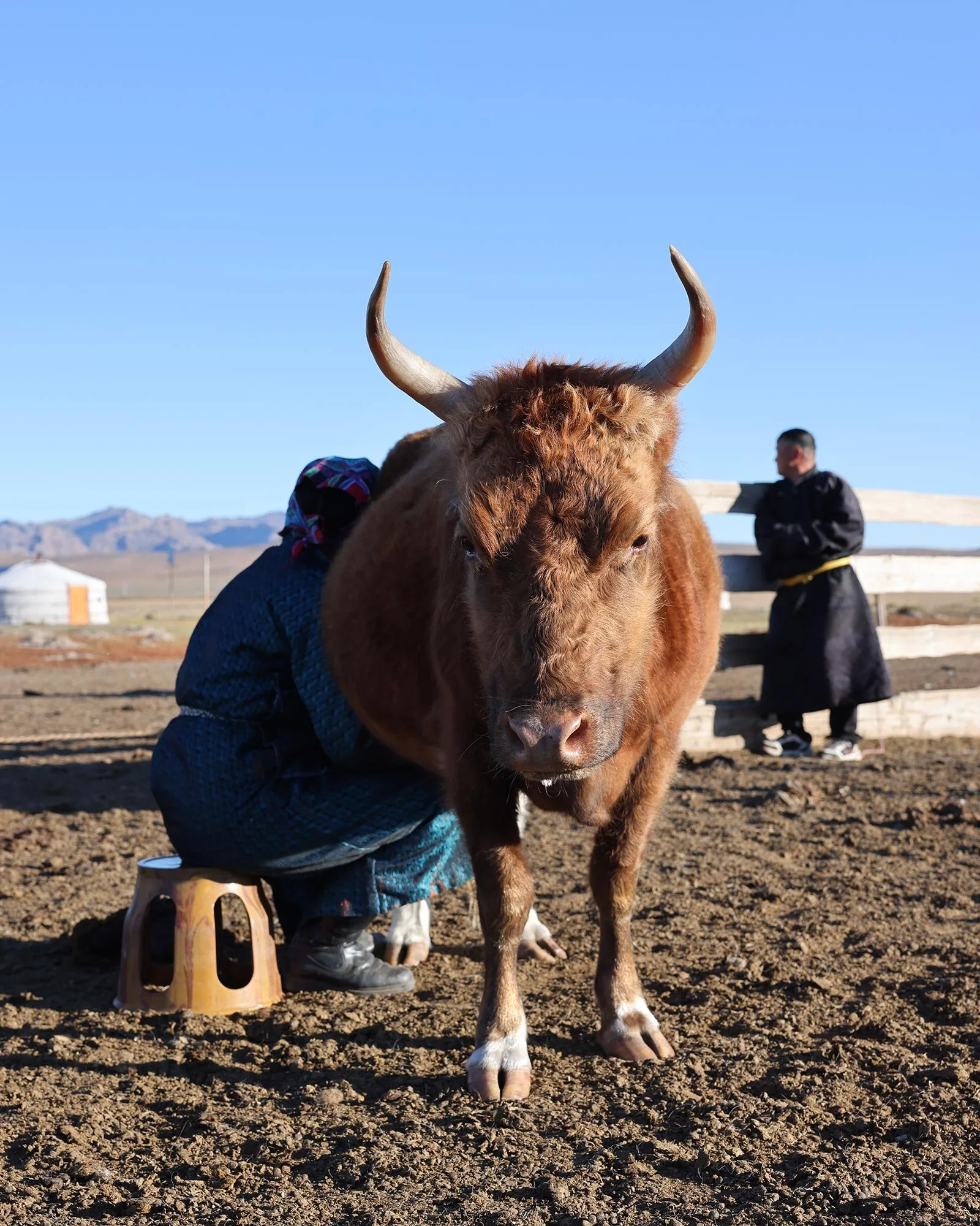 En mongolisk kvinna som mjölkar en ko tidigt på morgonen ute på stäppen i Mongoliet
